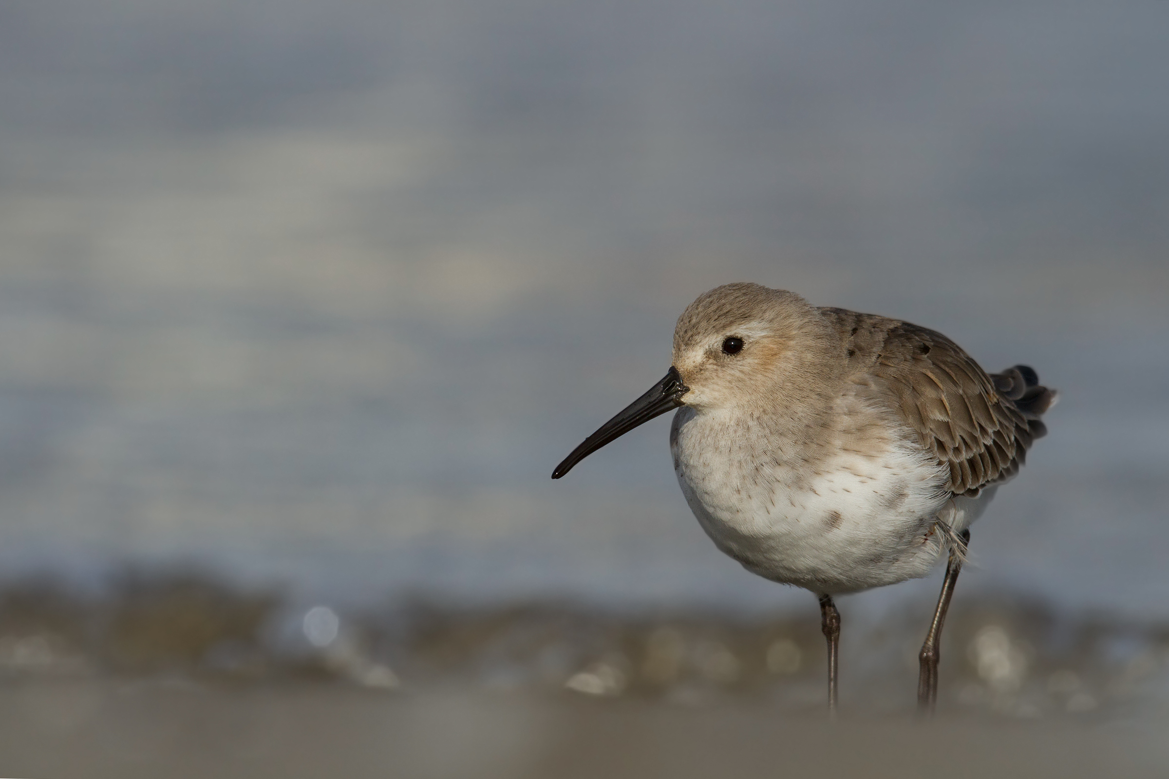 Piovanello Pancianera - Dunlin