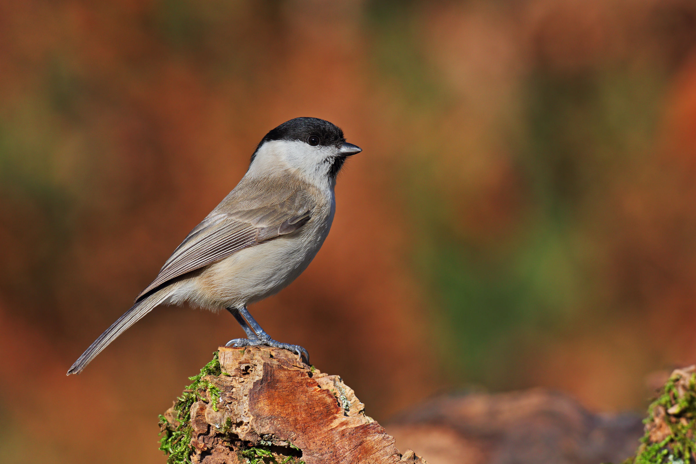 Chickadee, less background