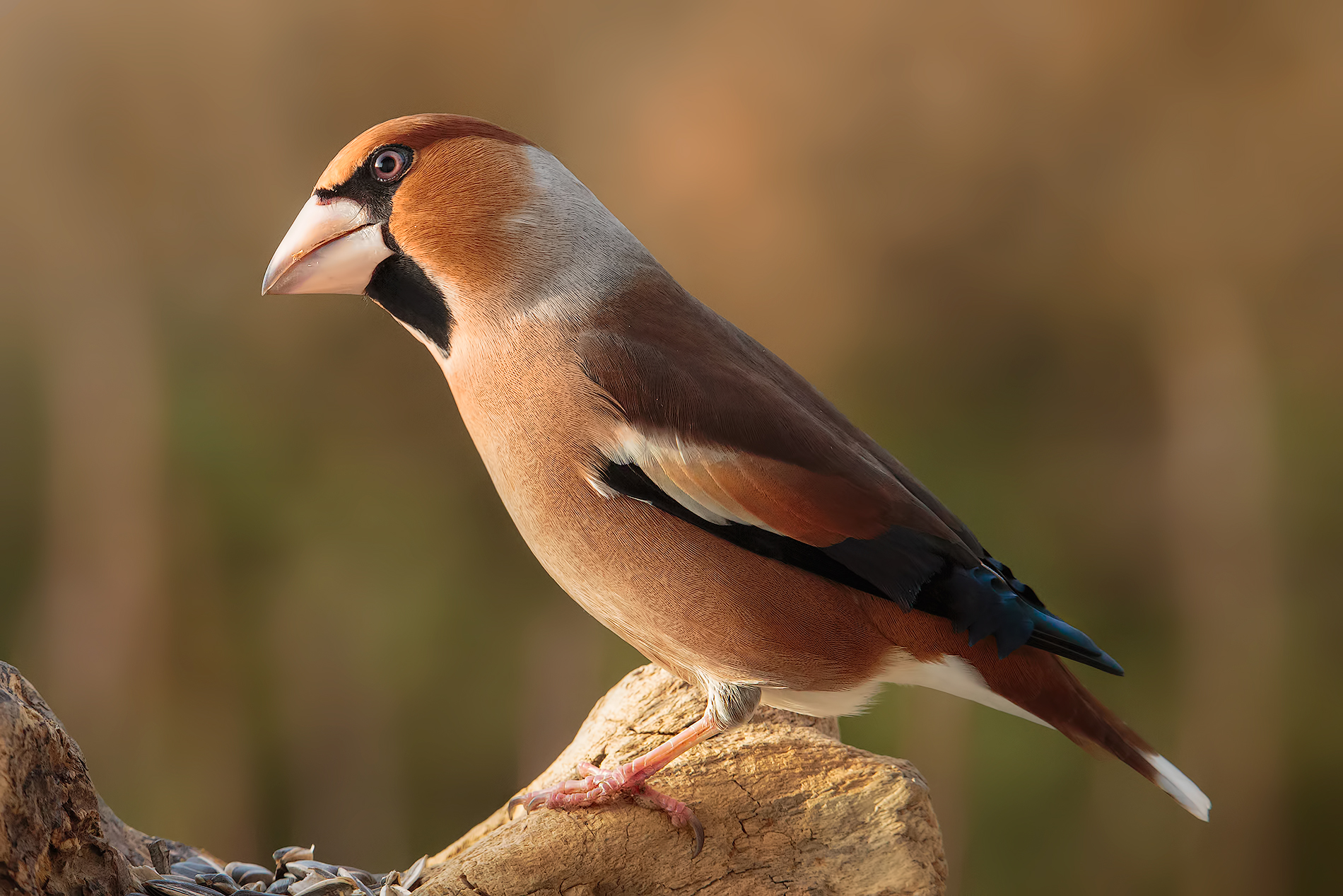 Finalmente sul posatoio..!!