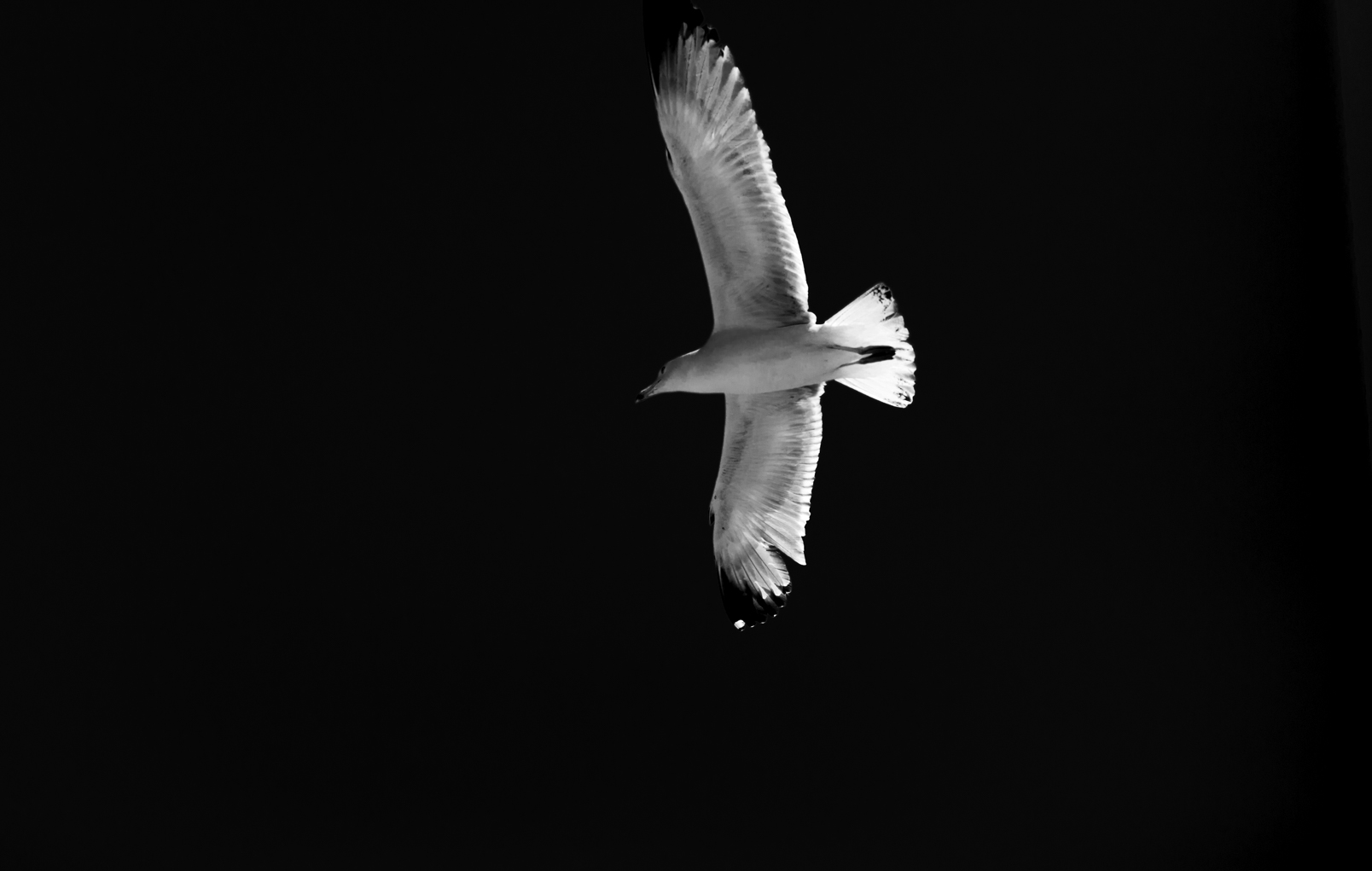 Fiumicino (Rm) - 2014