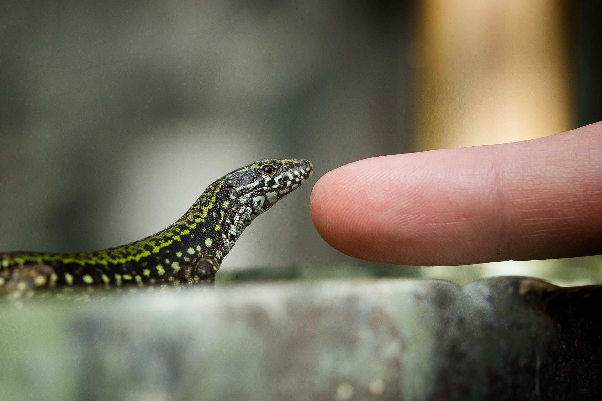 Give him an inch and he will ....