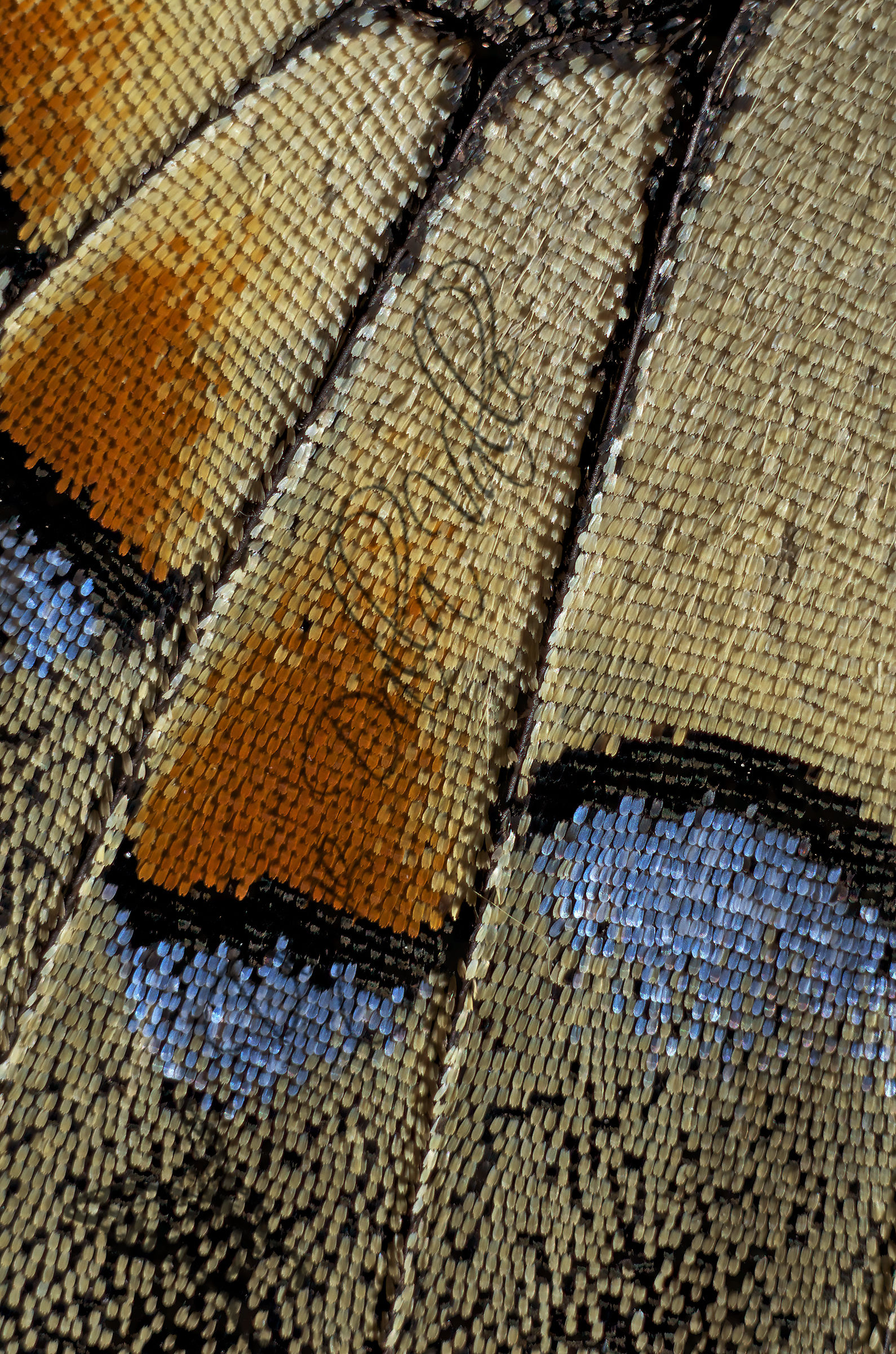 Machaon Texture