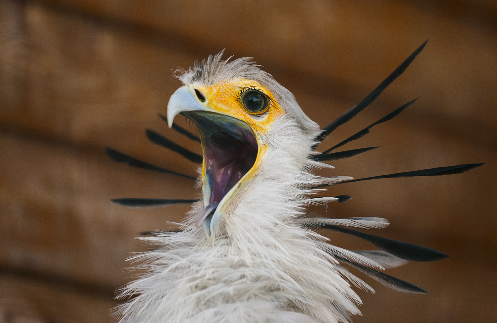 I am the secretary bird !!!