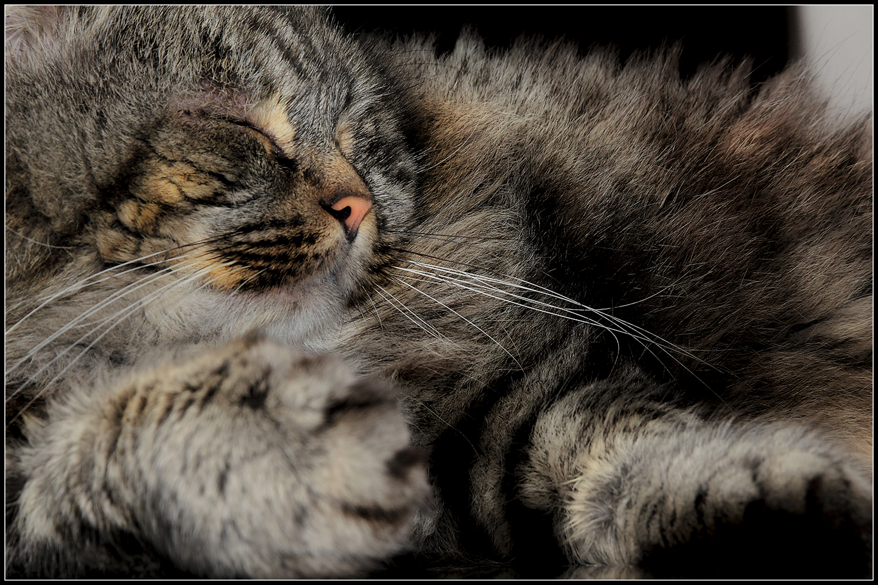 Michelangelo, Velletri January 3, 2015