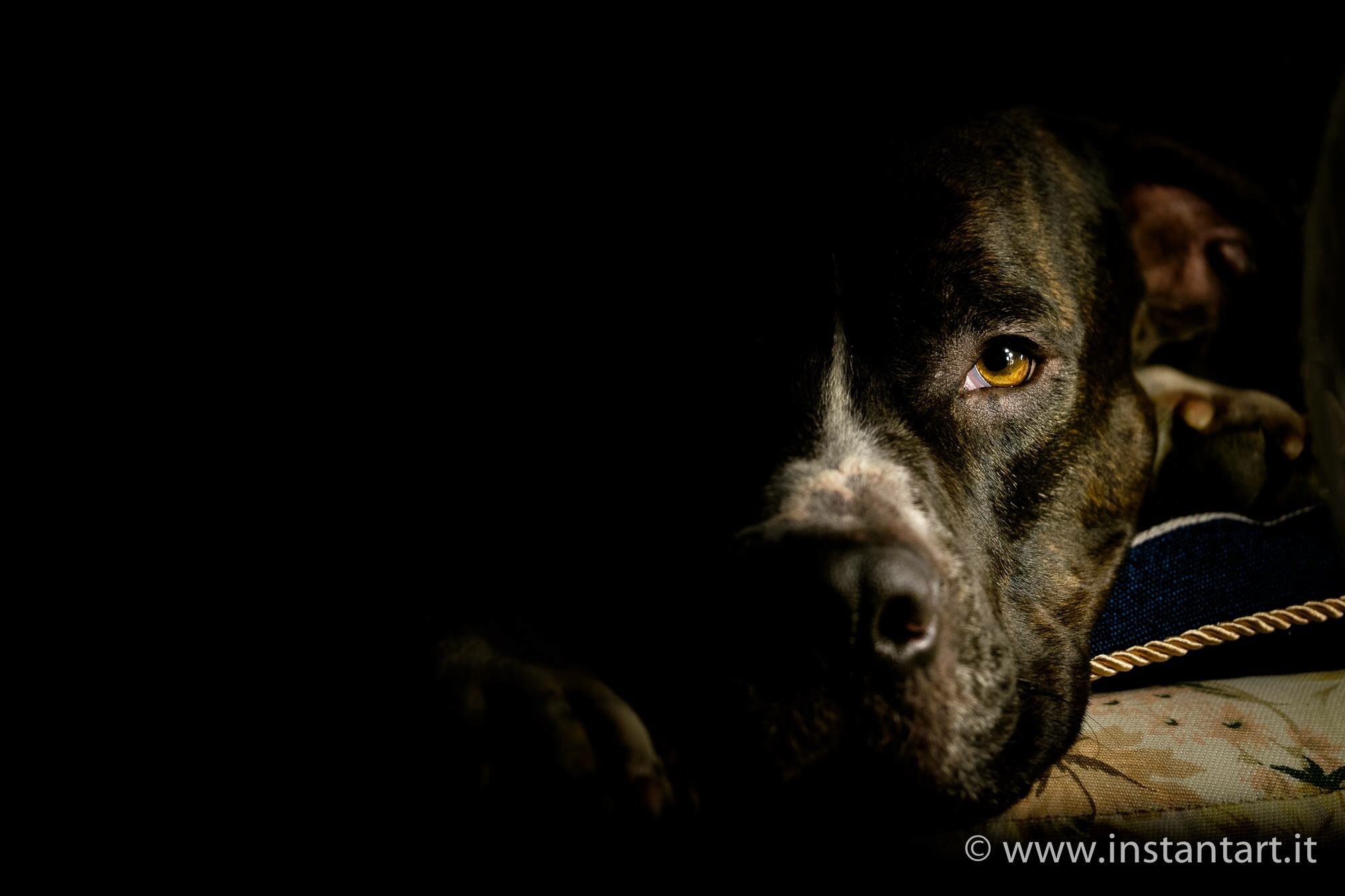 The dark side of Iron