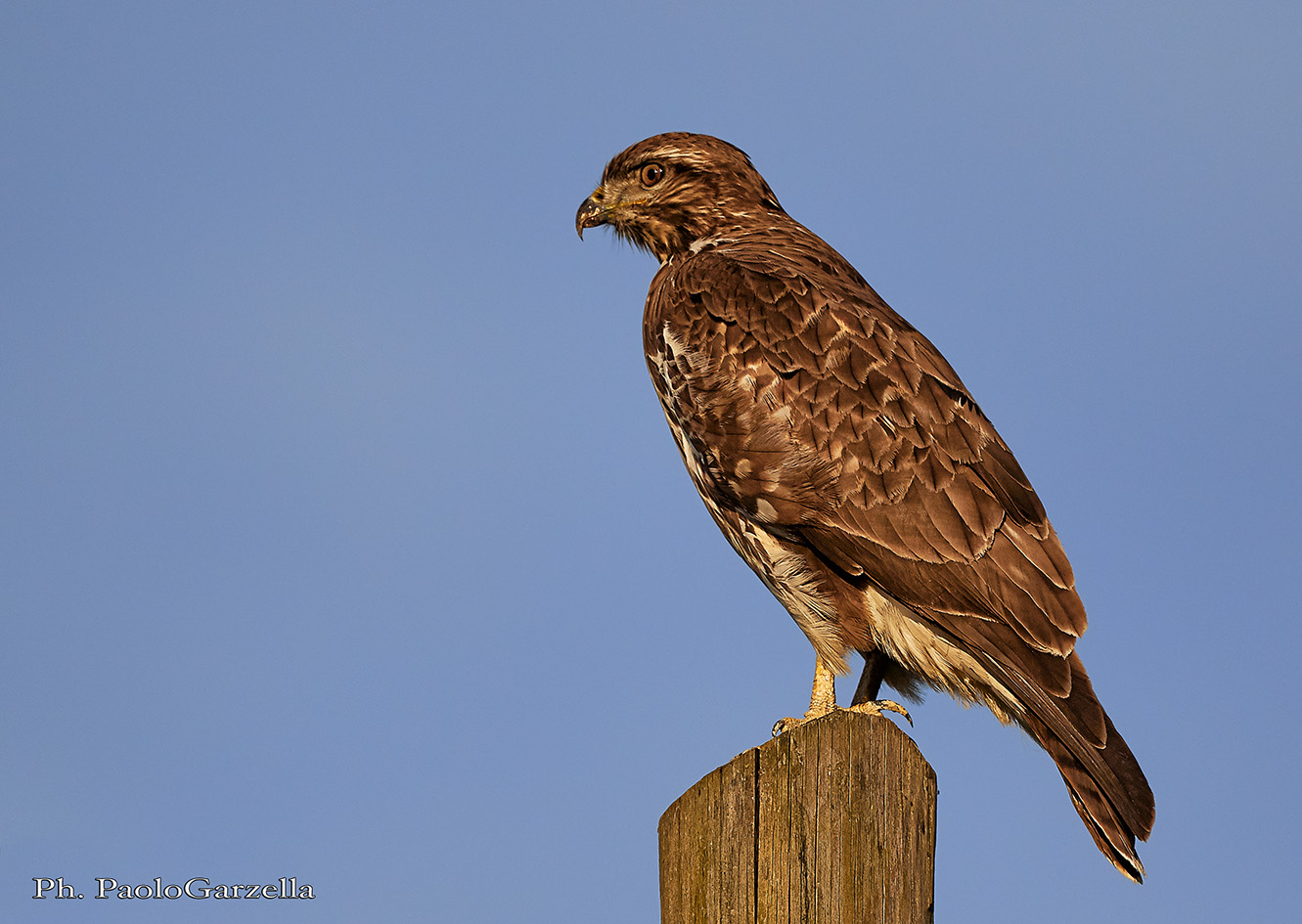 Buzzard