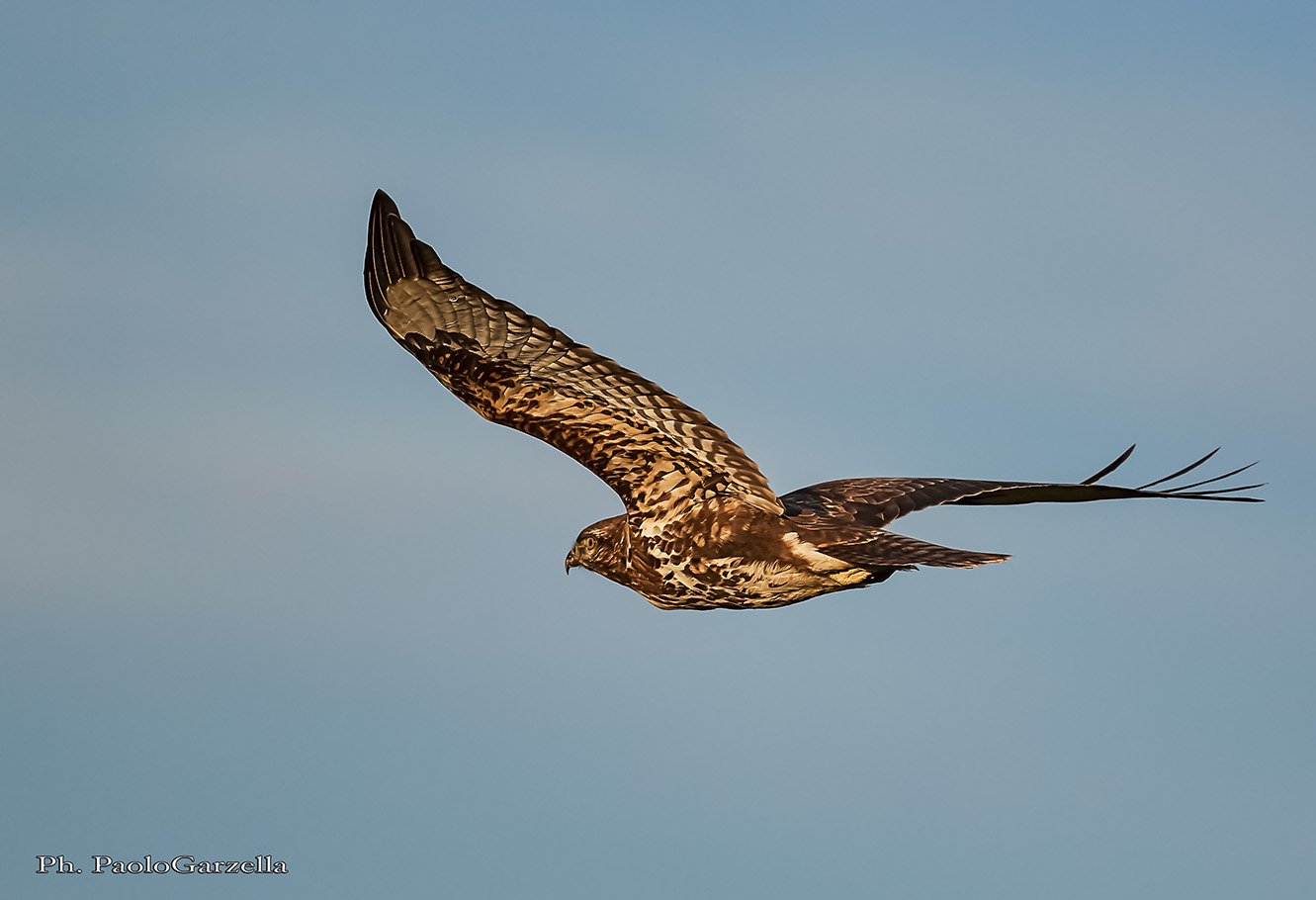 Buzzard in flight