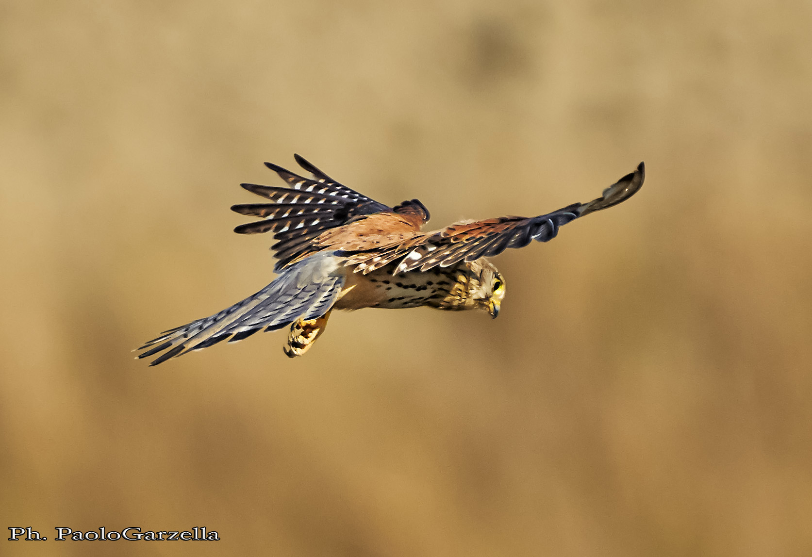 La danza del Gheppio