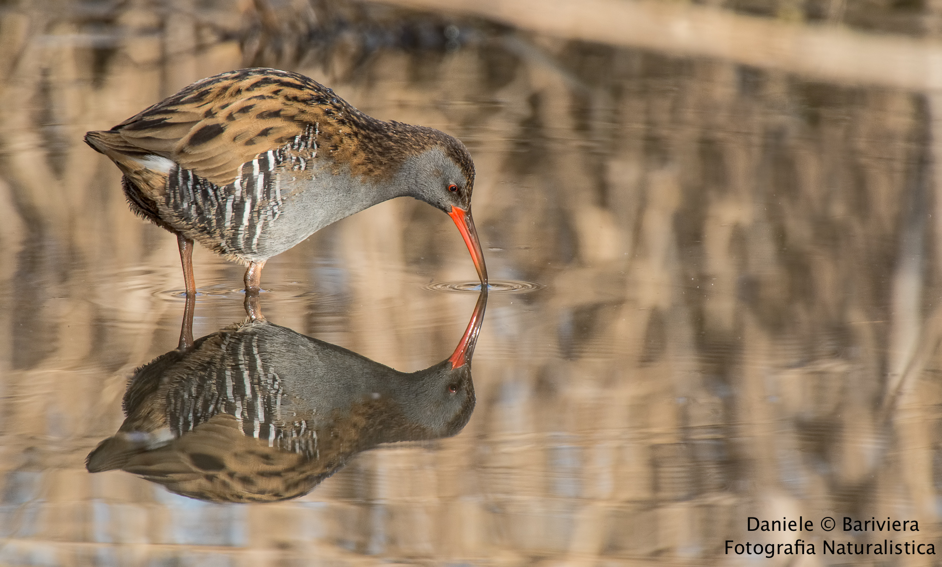 Specchio specchio del reame?...