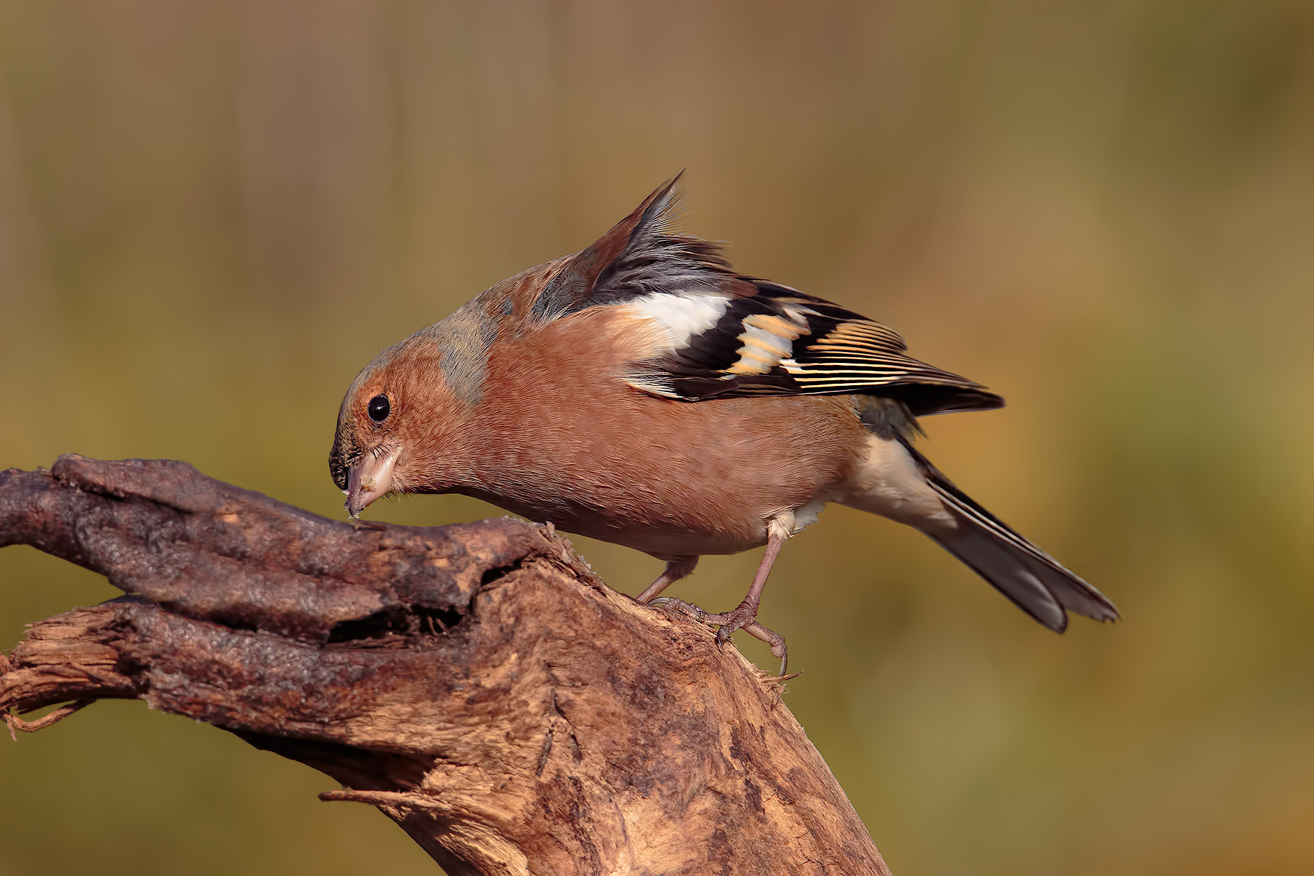 Chaffinch # 1