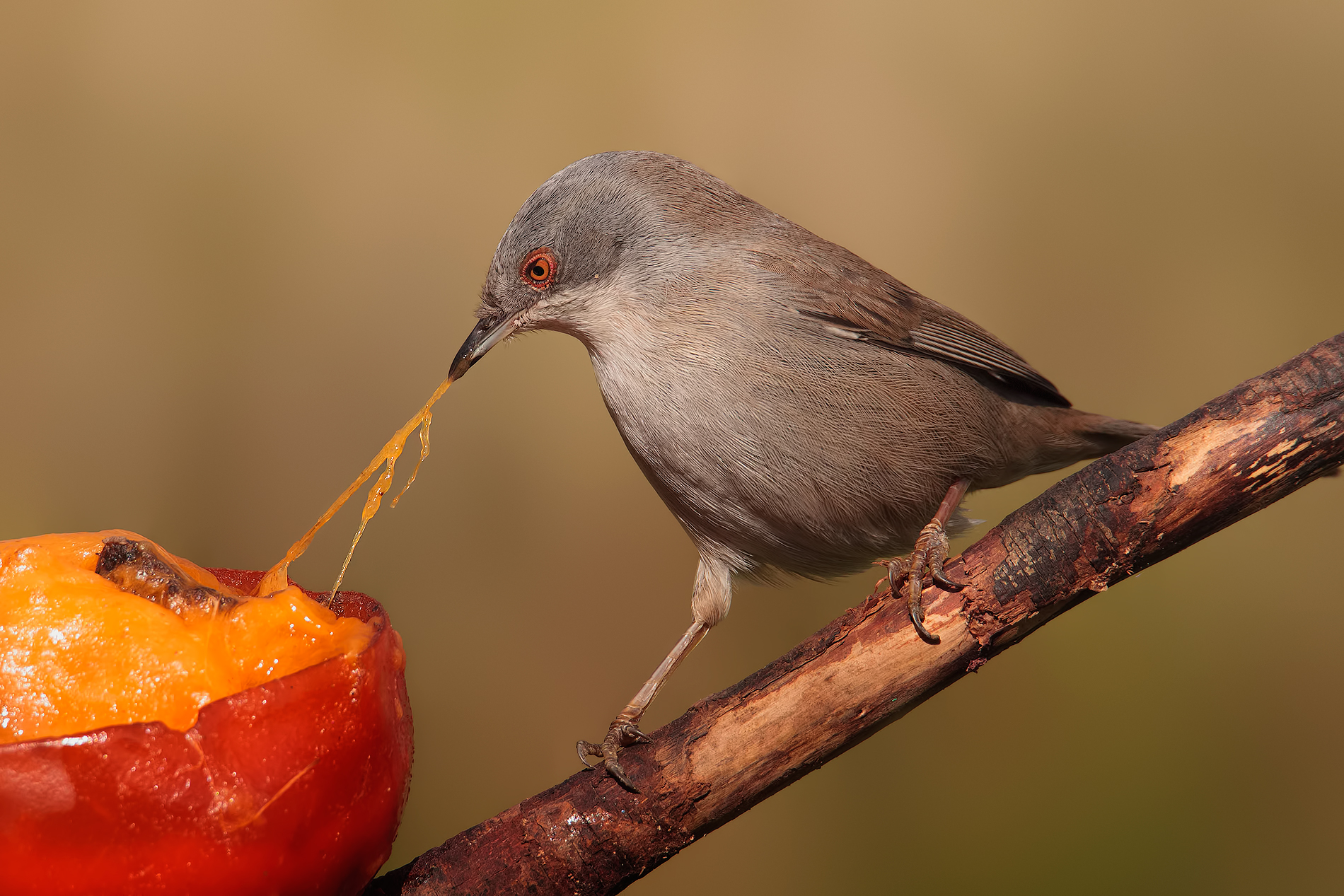 Ooooooo Tiiirrra..!!!