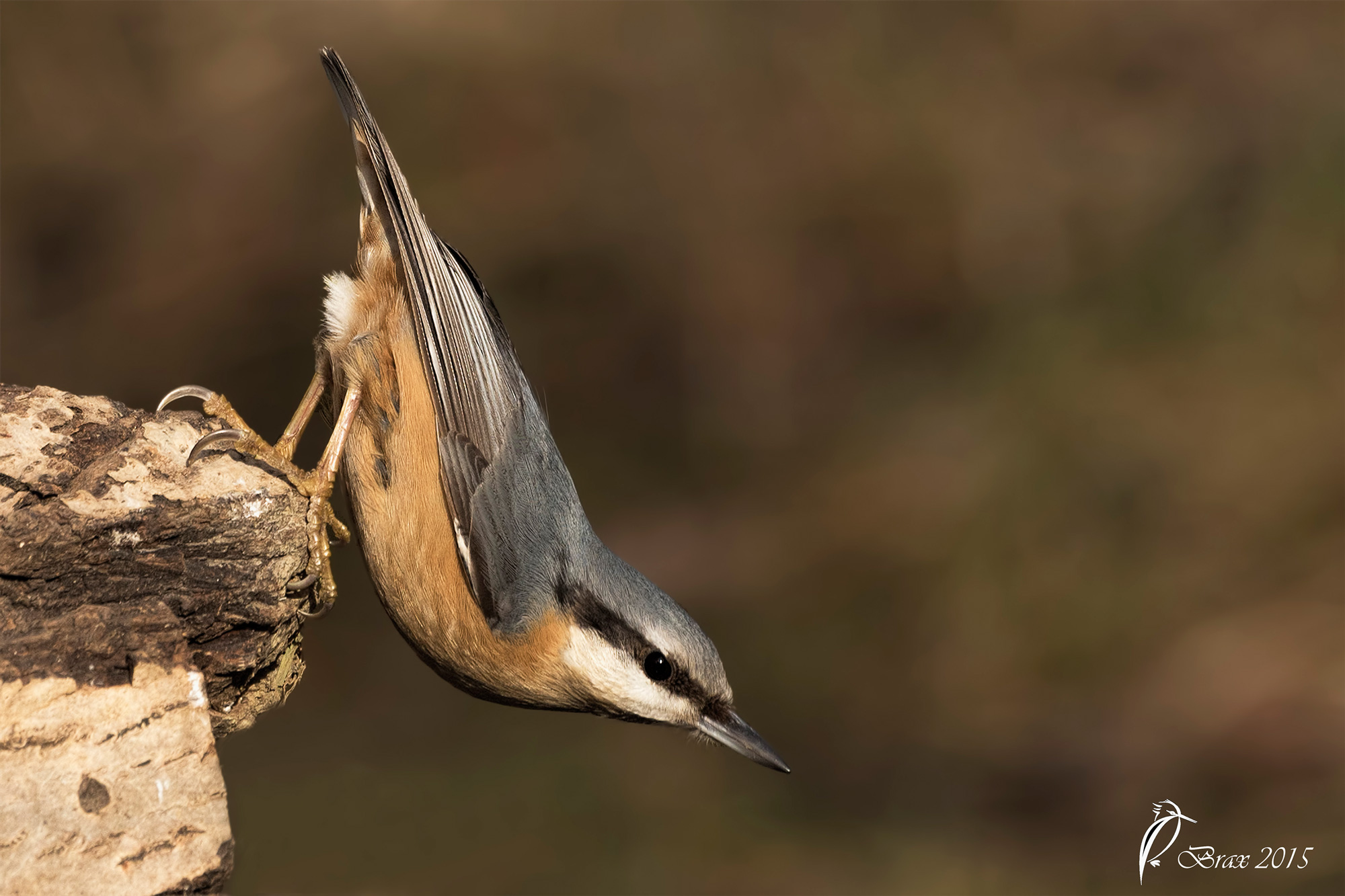 Nuthatch