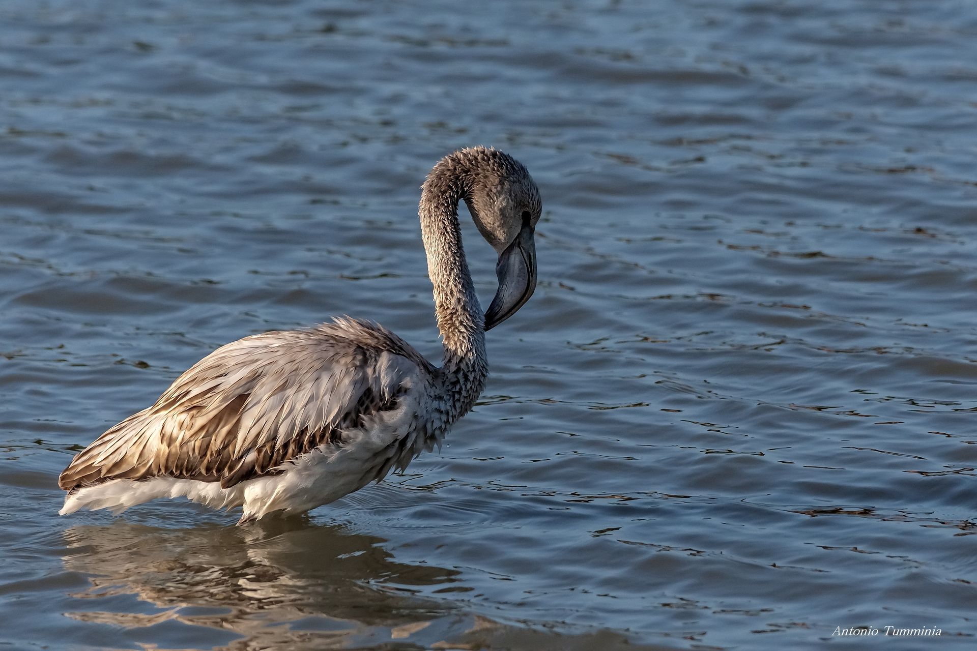 Pullo of pink flamingo