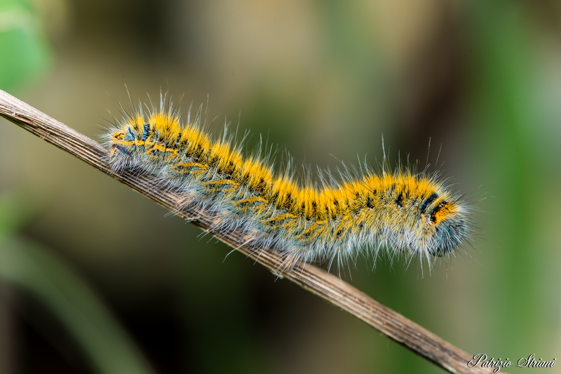 caterpillar