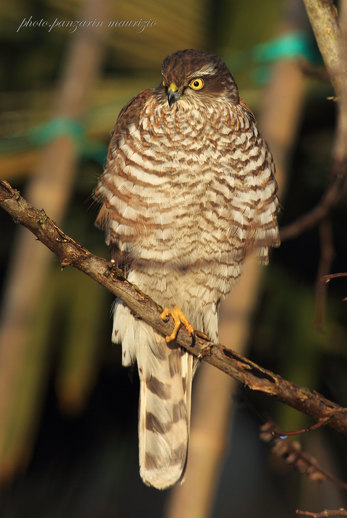 sparrowhawk