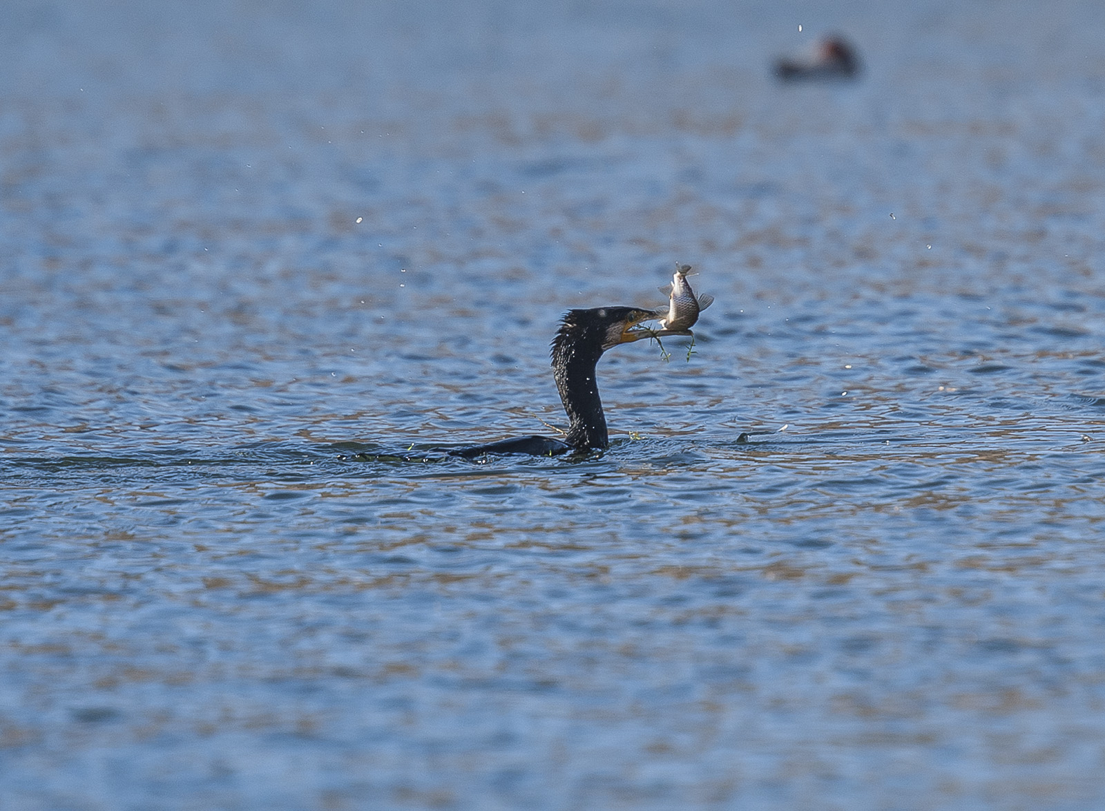 Cormorant with prey