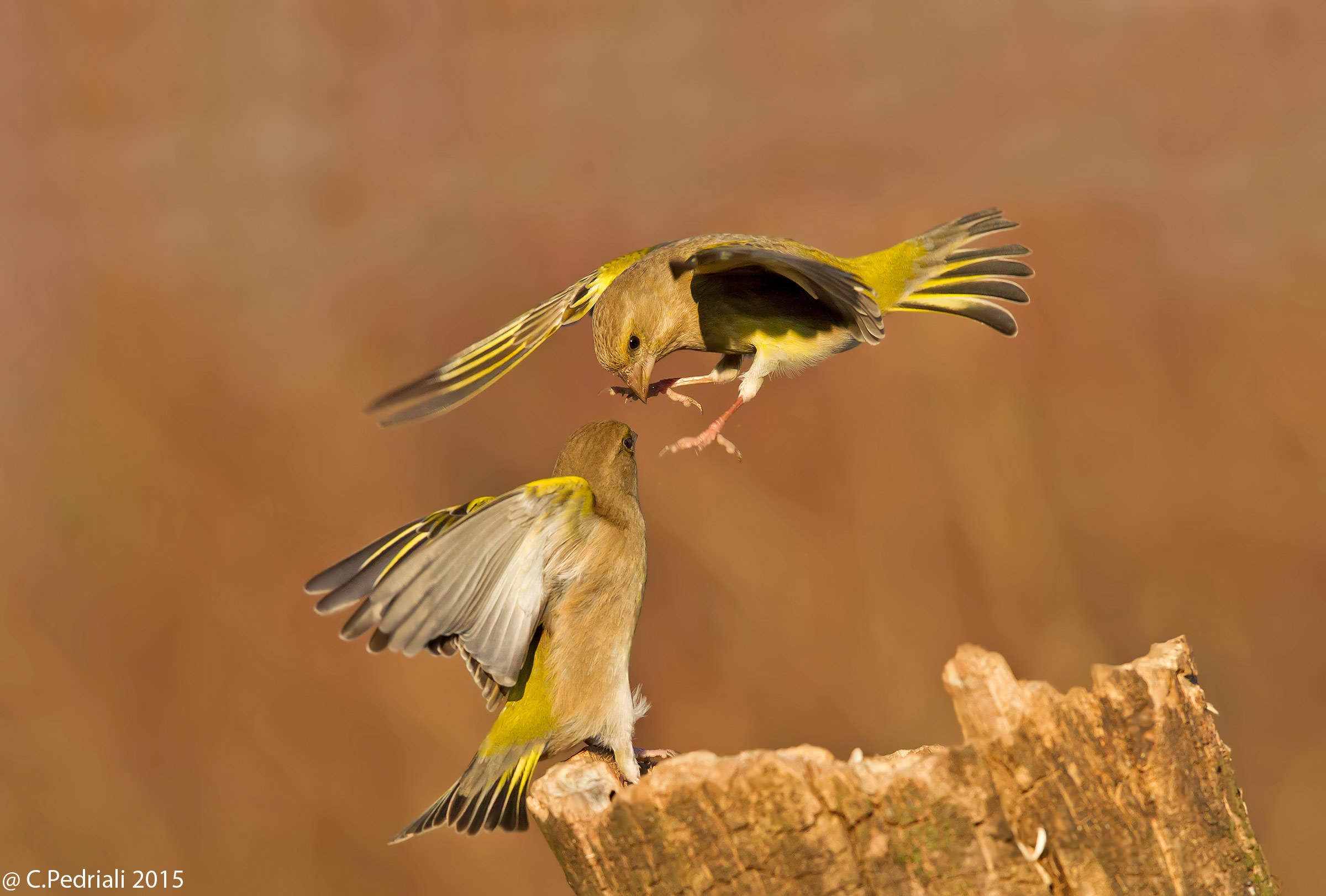 Bucks ... fight ....