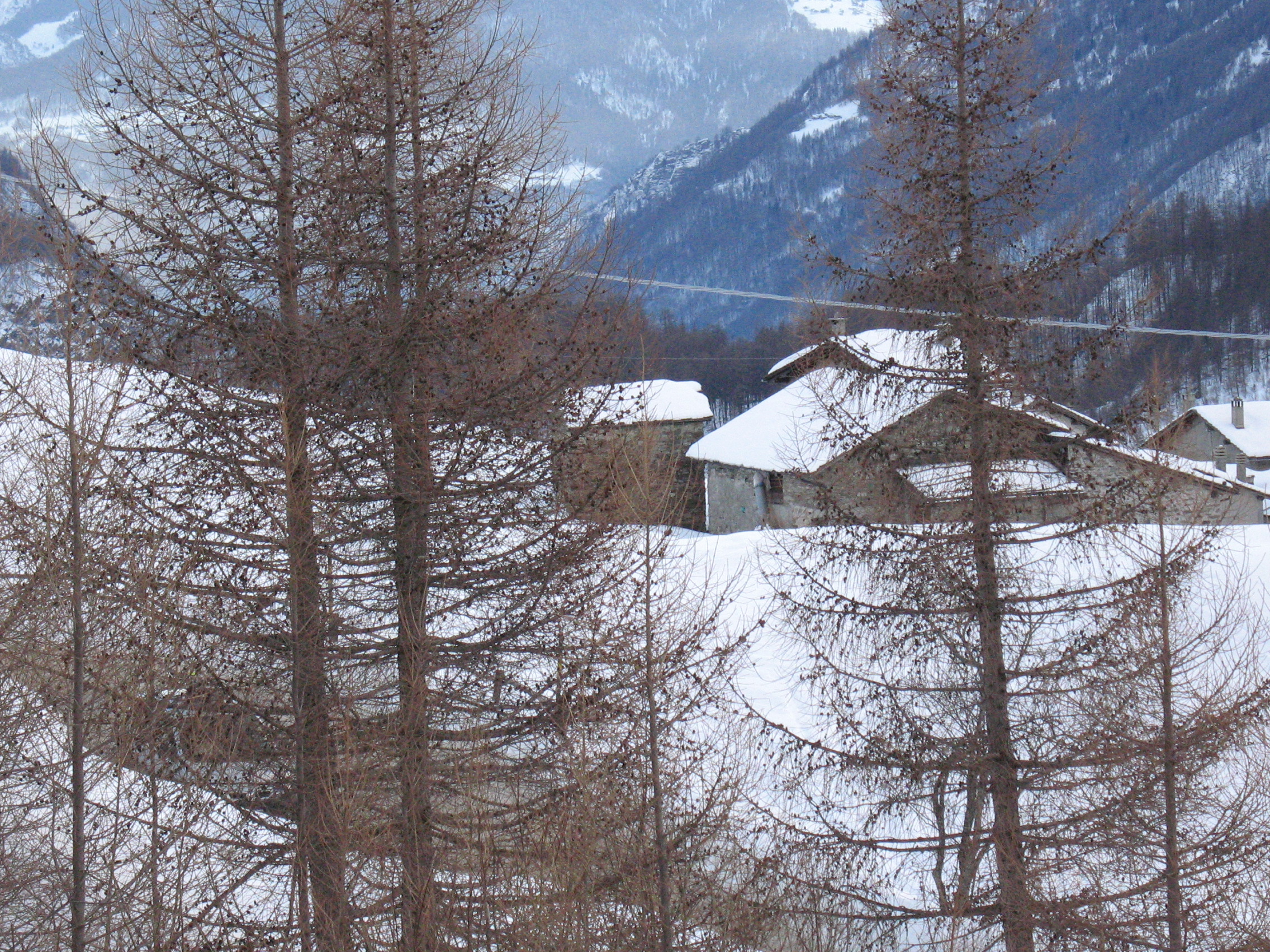 landscape through the larches