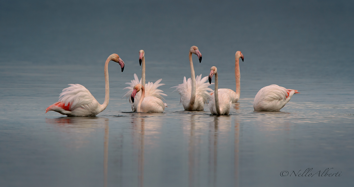 la danza dei fenicotteri !