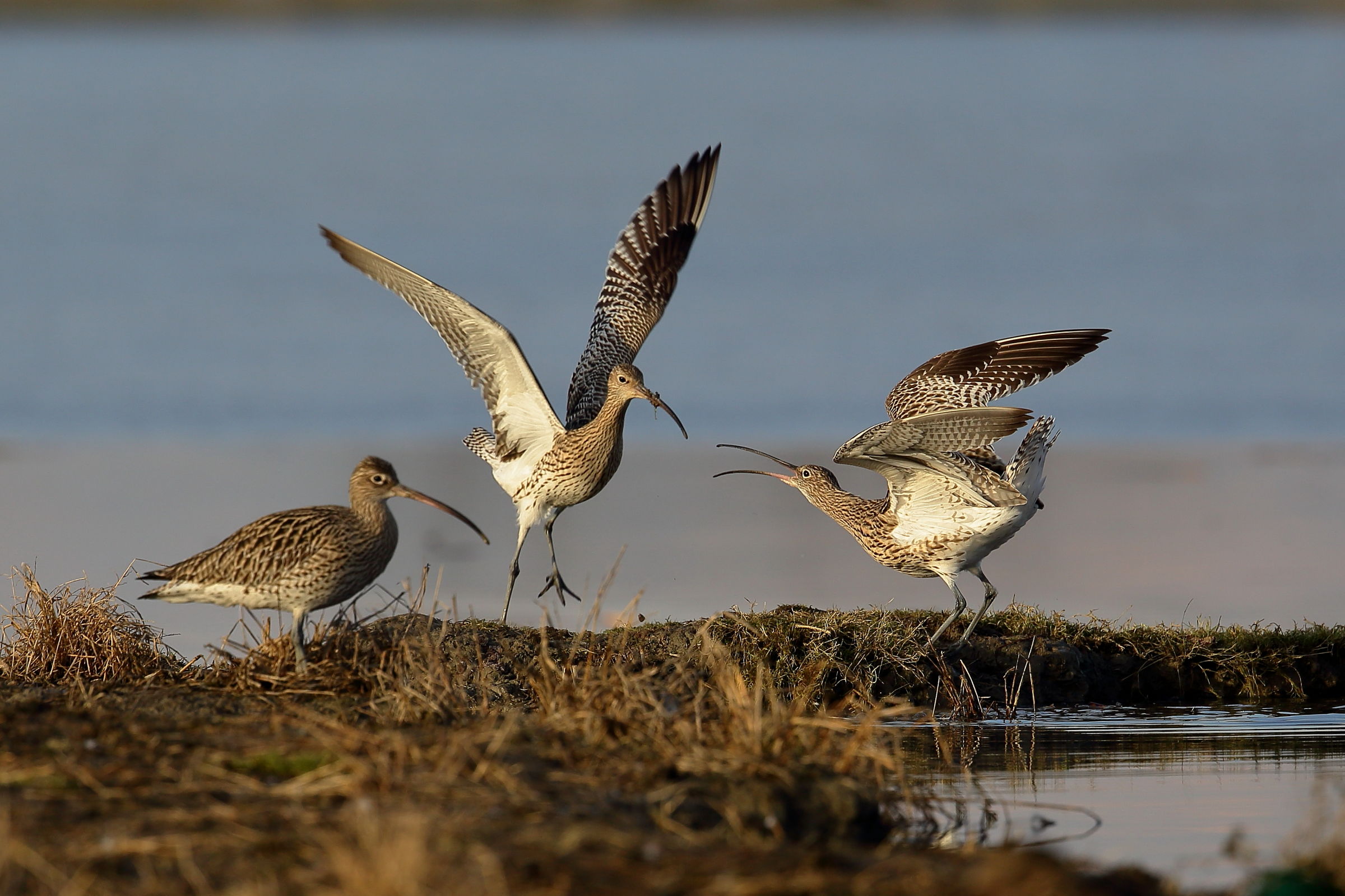 Quarrels between Curlews