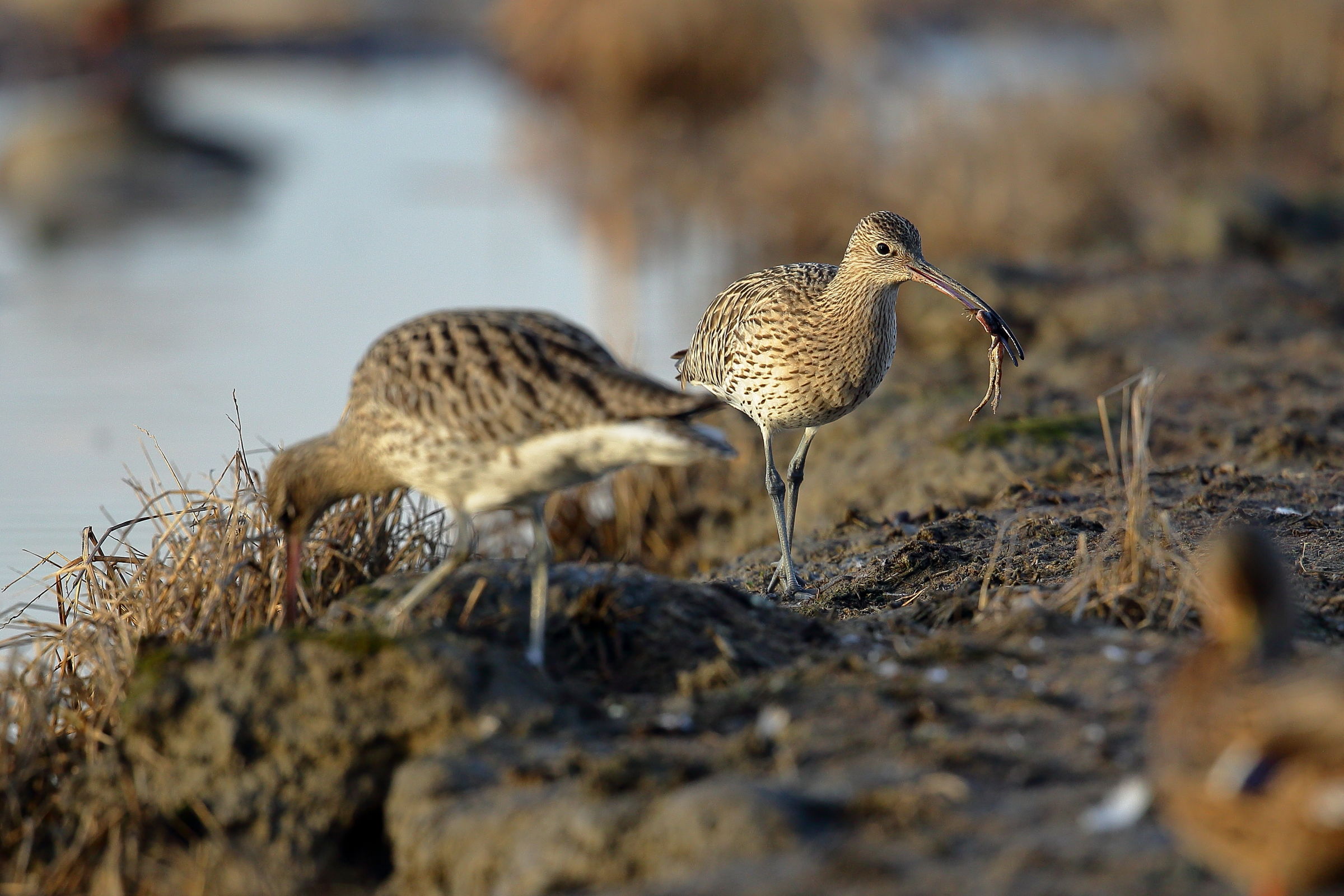 Curlew with prey