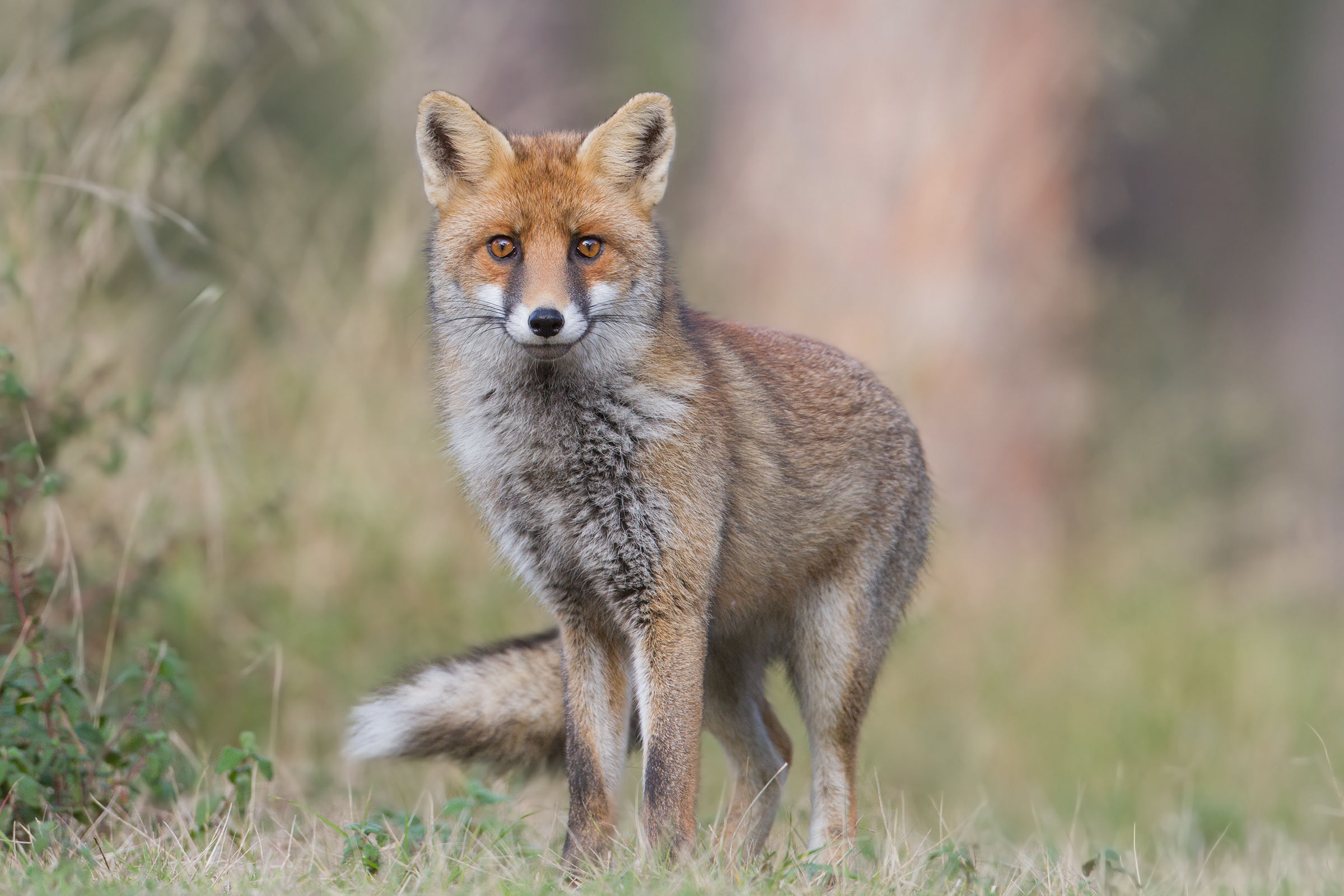 Red Fox - Red Fox