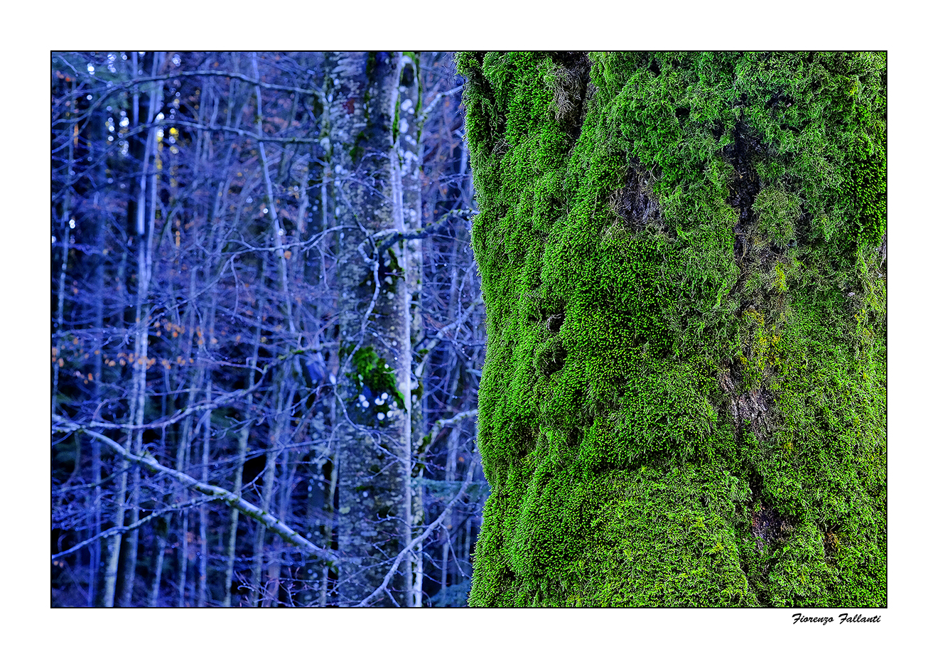 Dominants of the sky ... 2 ...