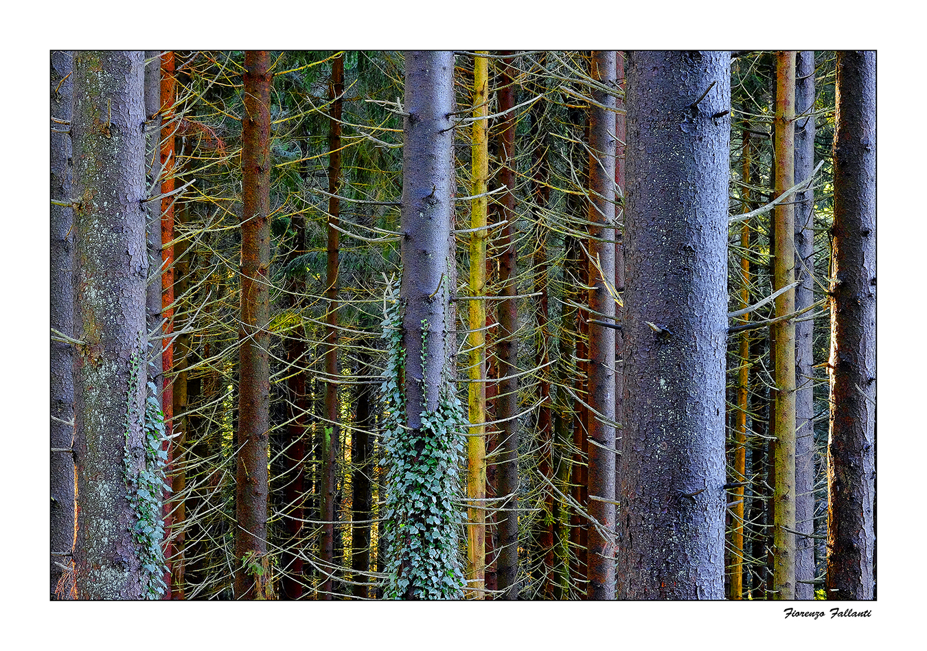 ...Tavolozza del sottobosco...