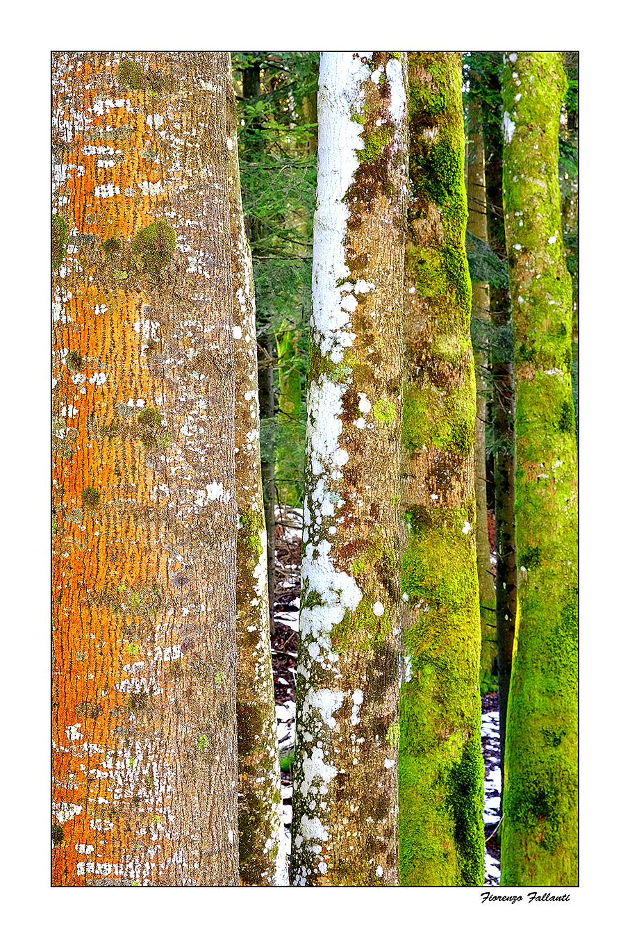 ...Tavolozza del sottobosco 2...