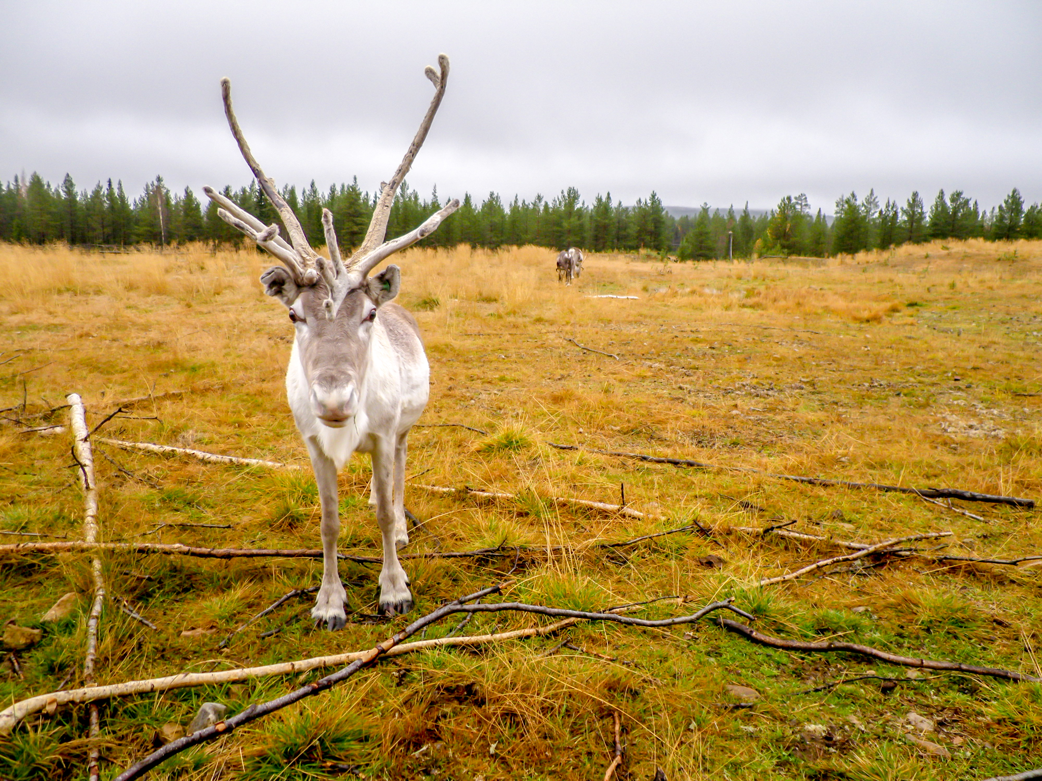 Lapland reindeer