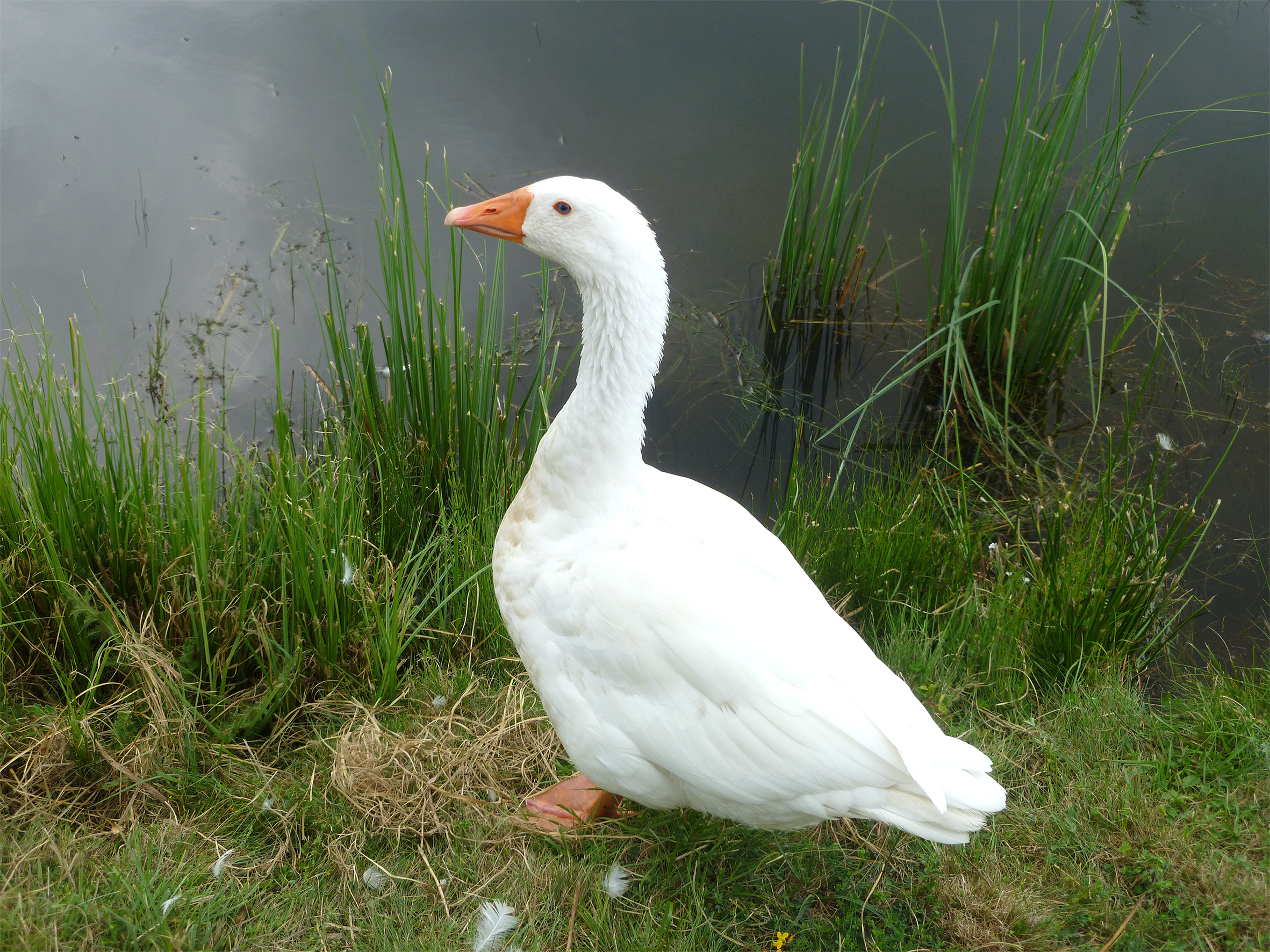 The goose Pepè