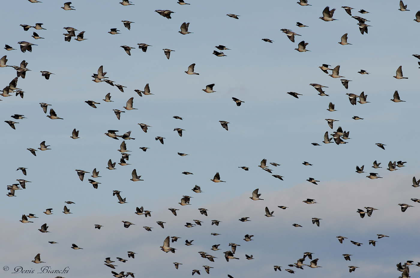 Pigeons flock in migration in October 2014