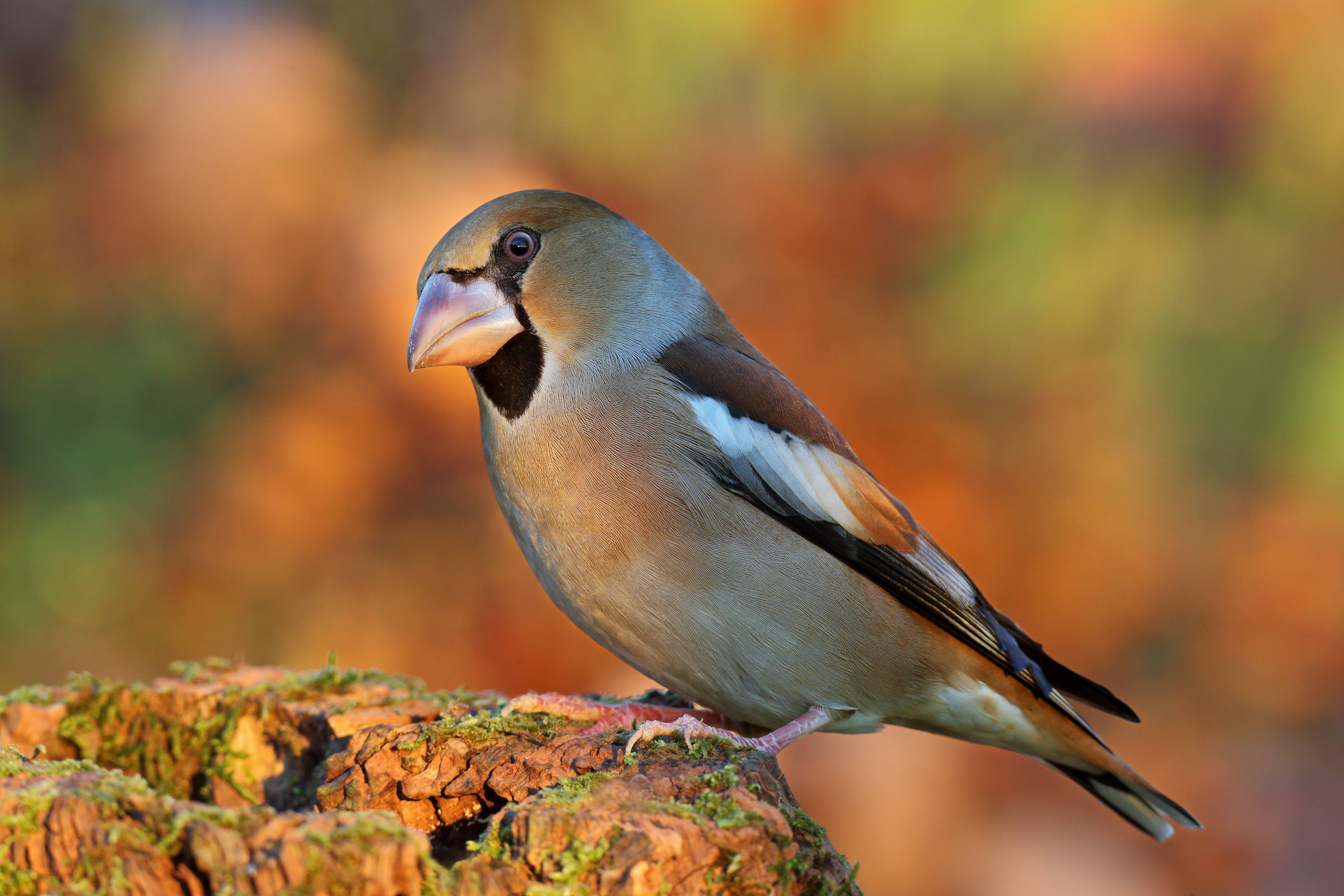 Hawfinch