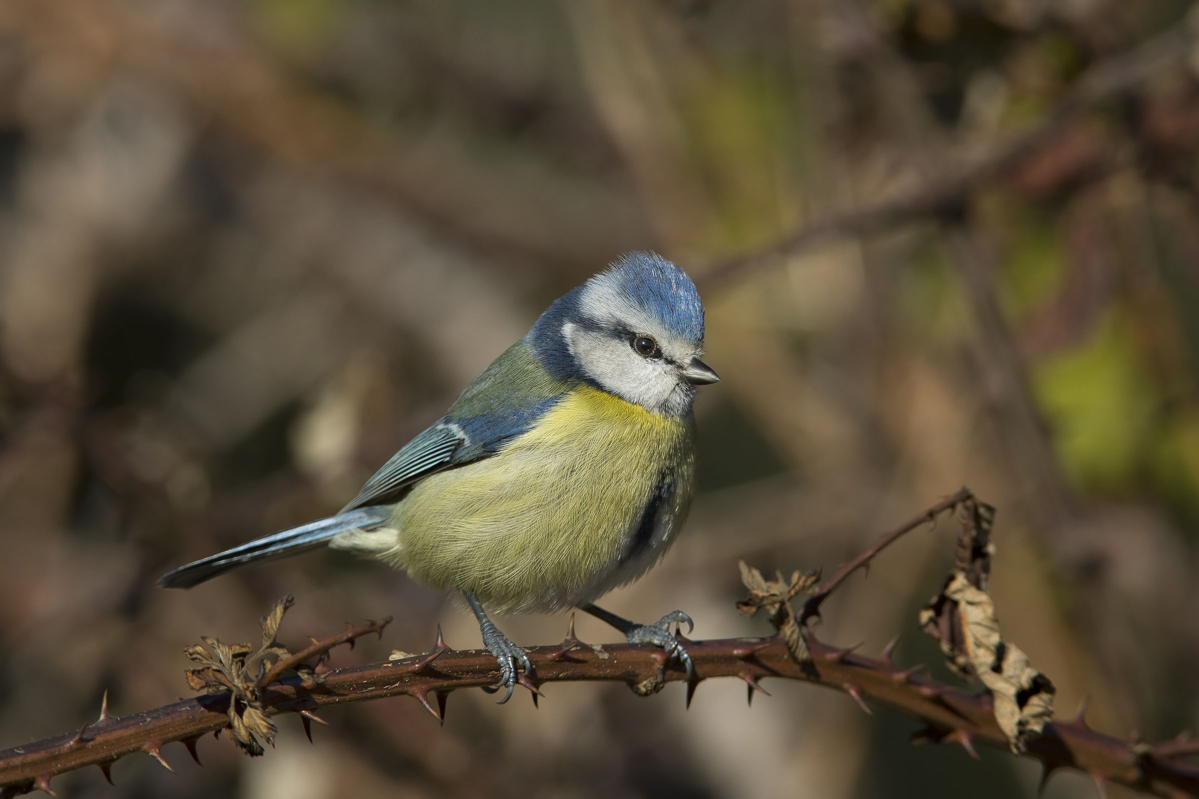 cinciarella(Parus caeruleus)