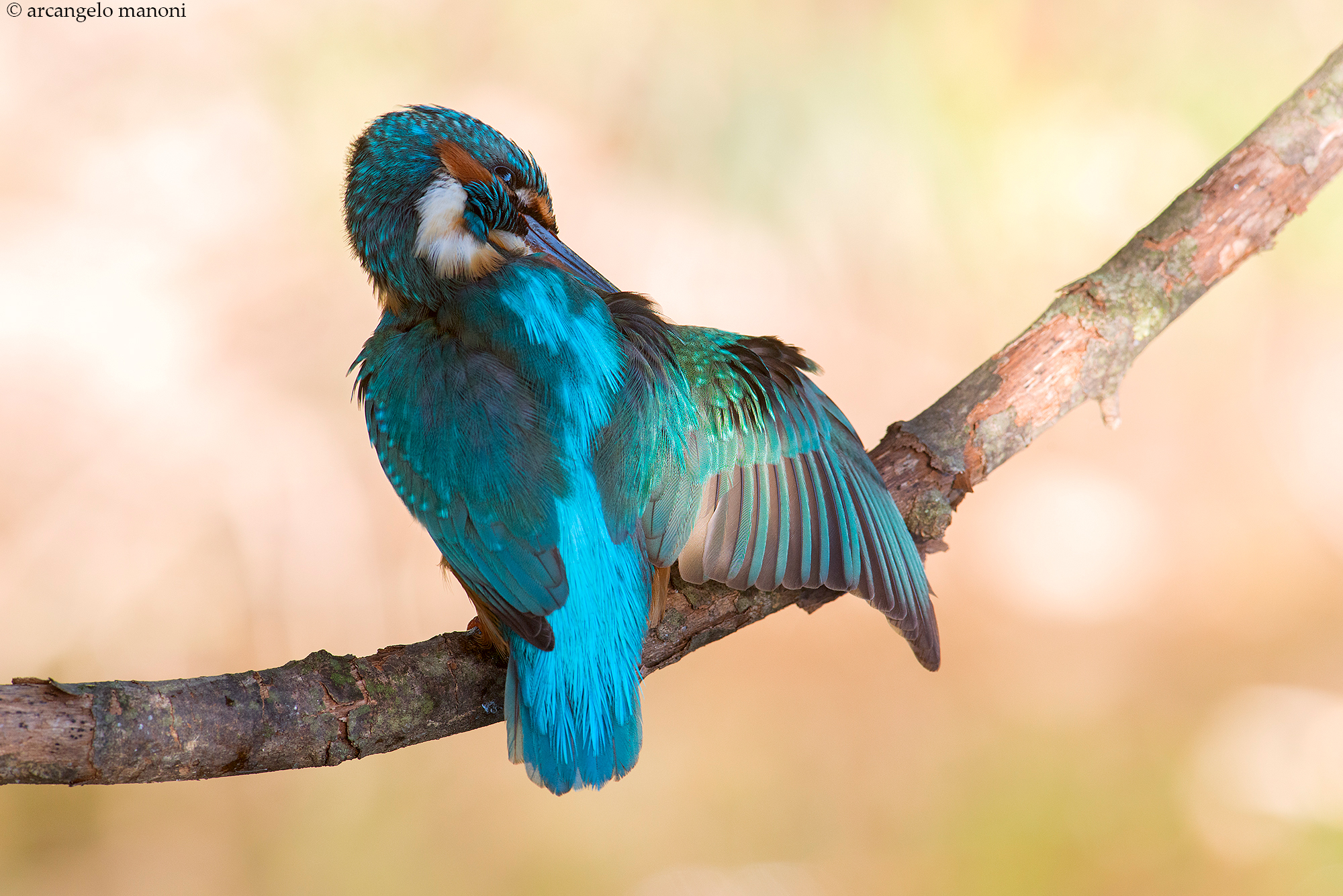 The martino gets nice