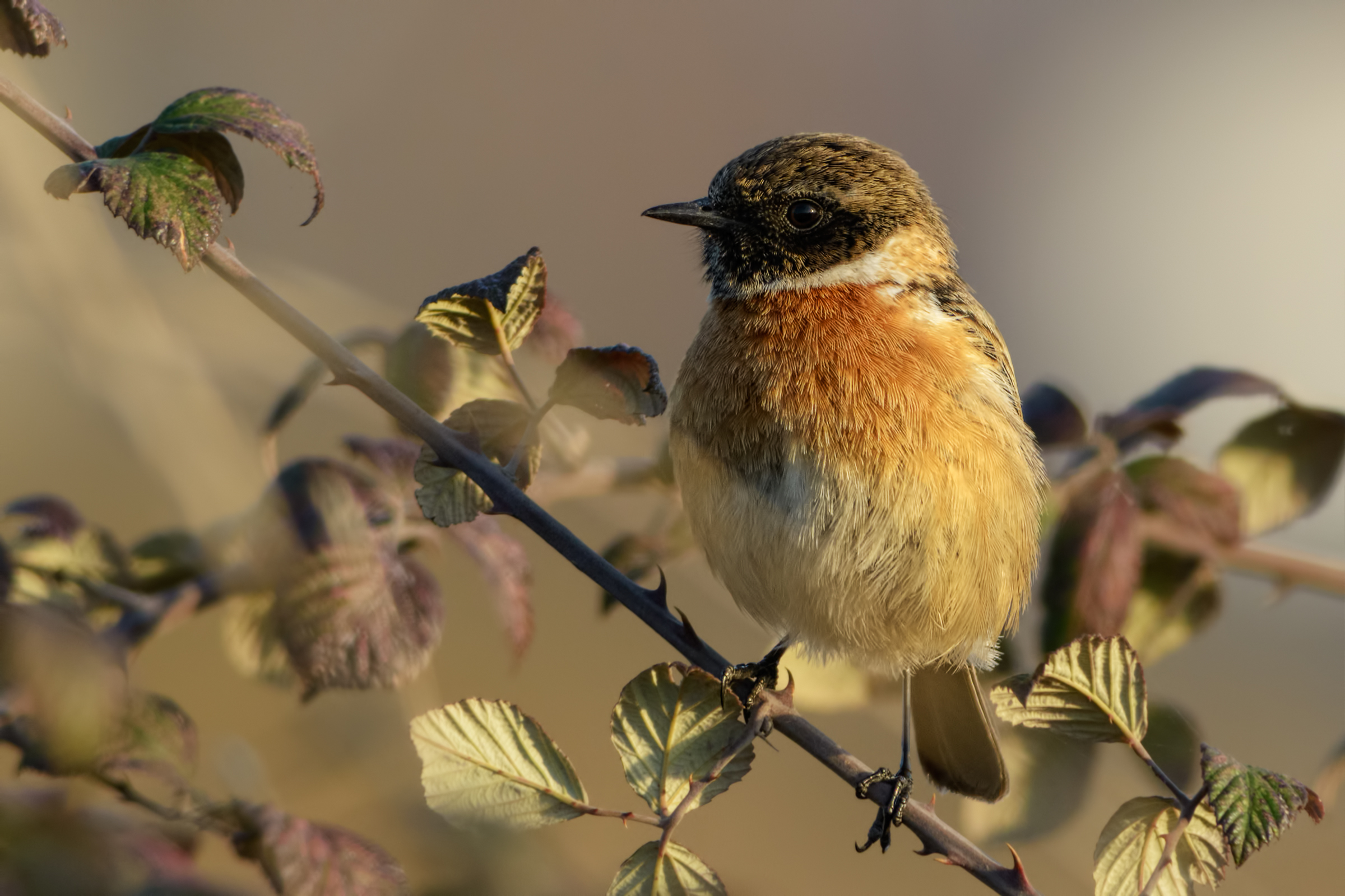 Stonechat (Saxicola torquata)
