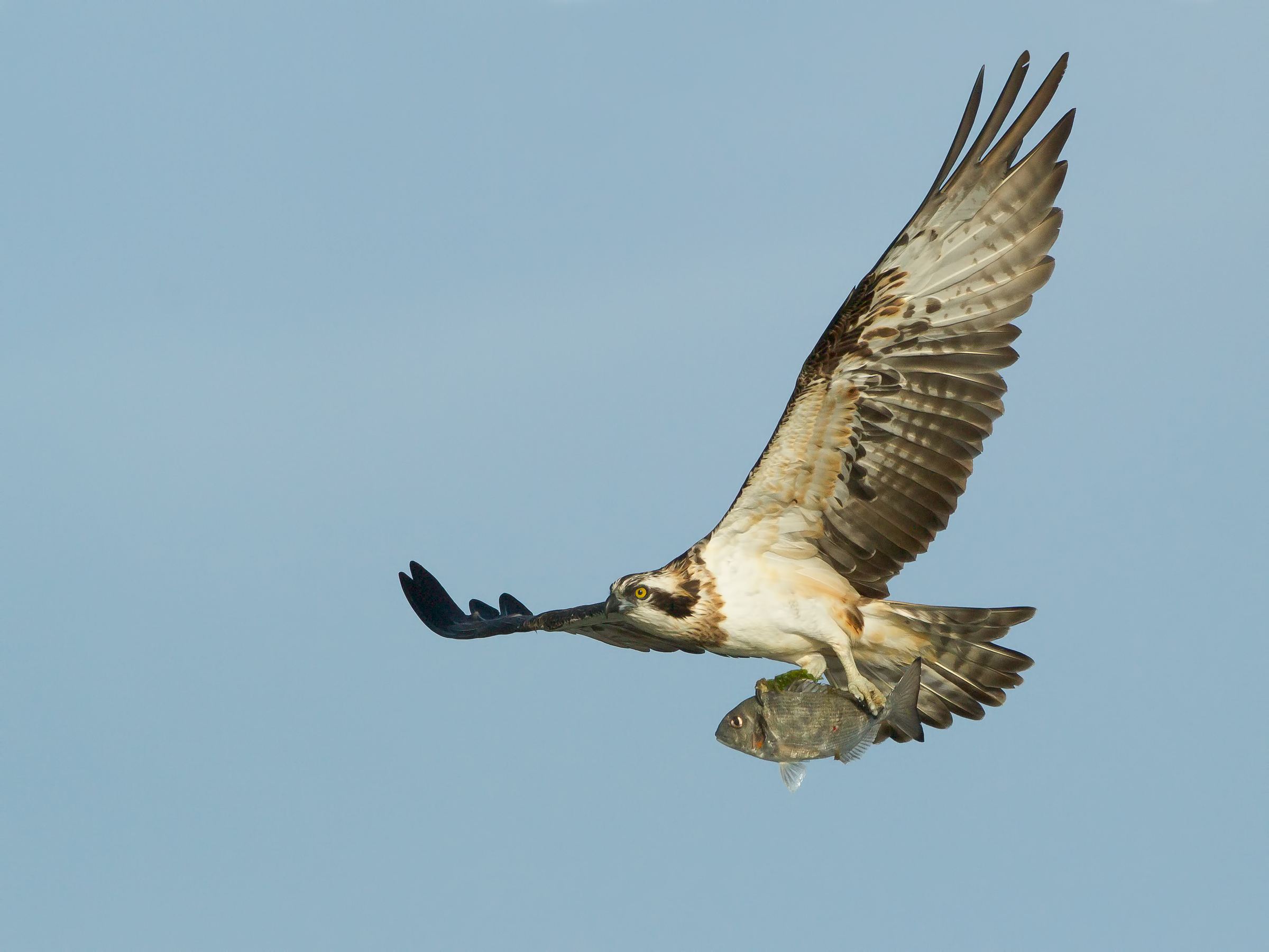 osprey