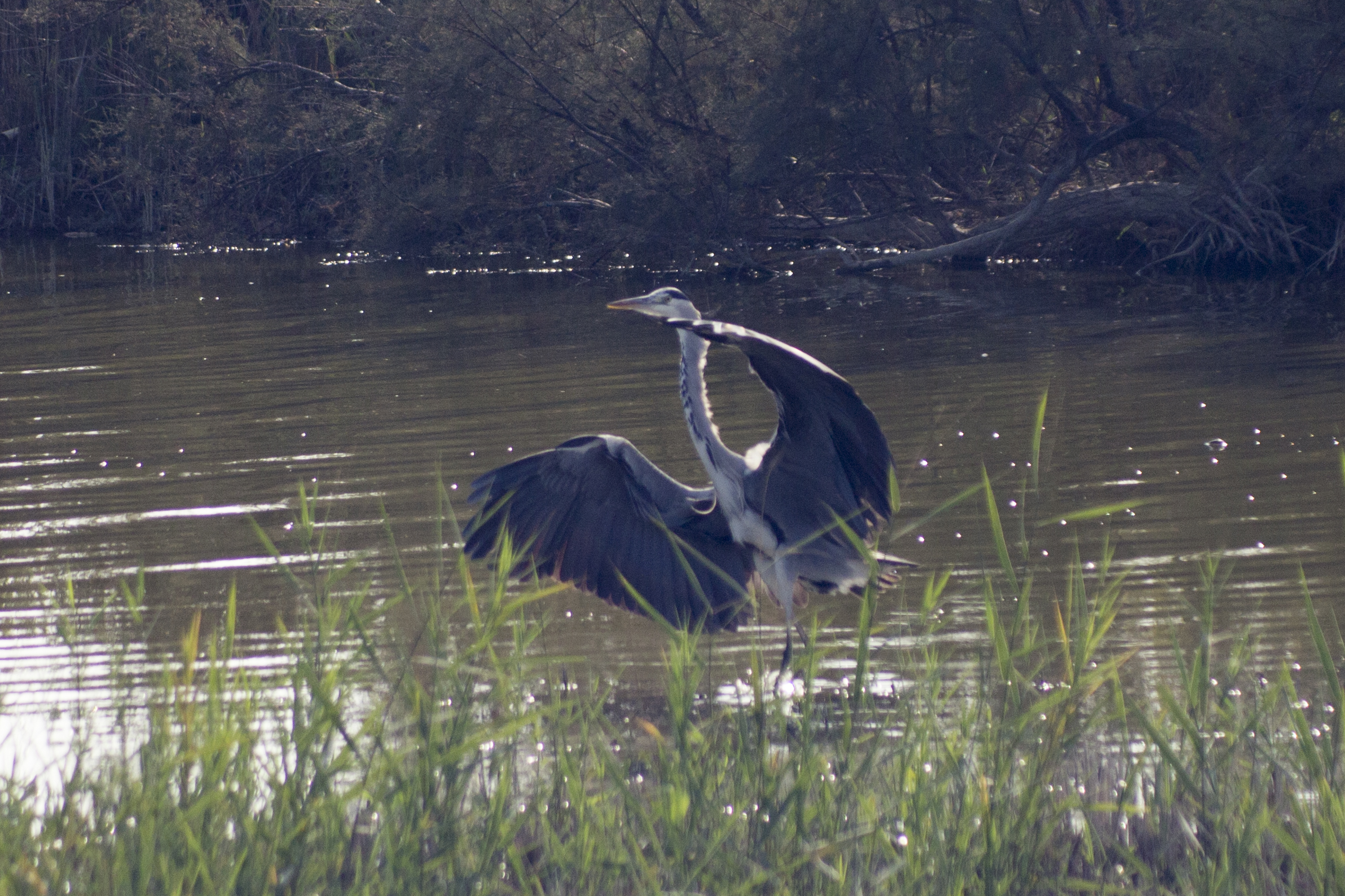Grey Heron