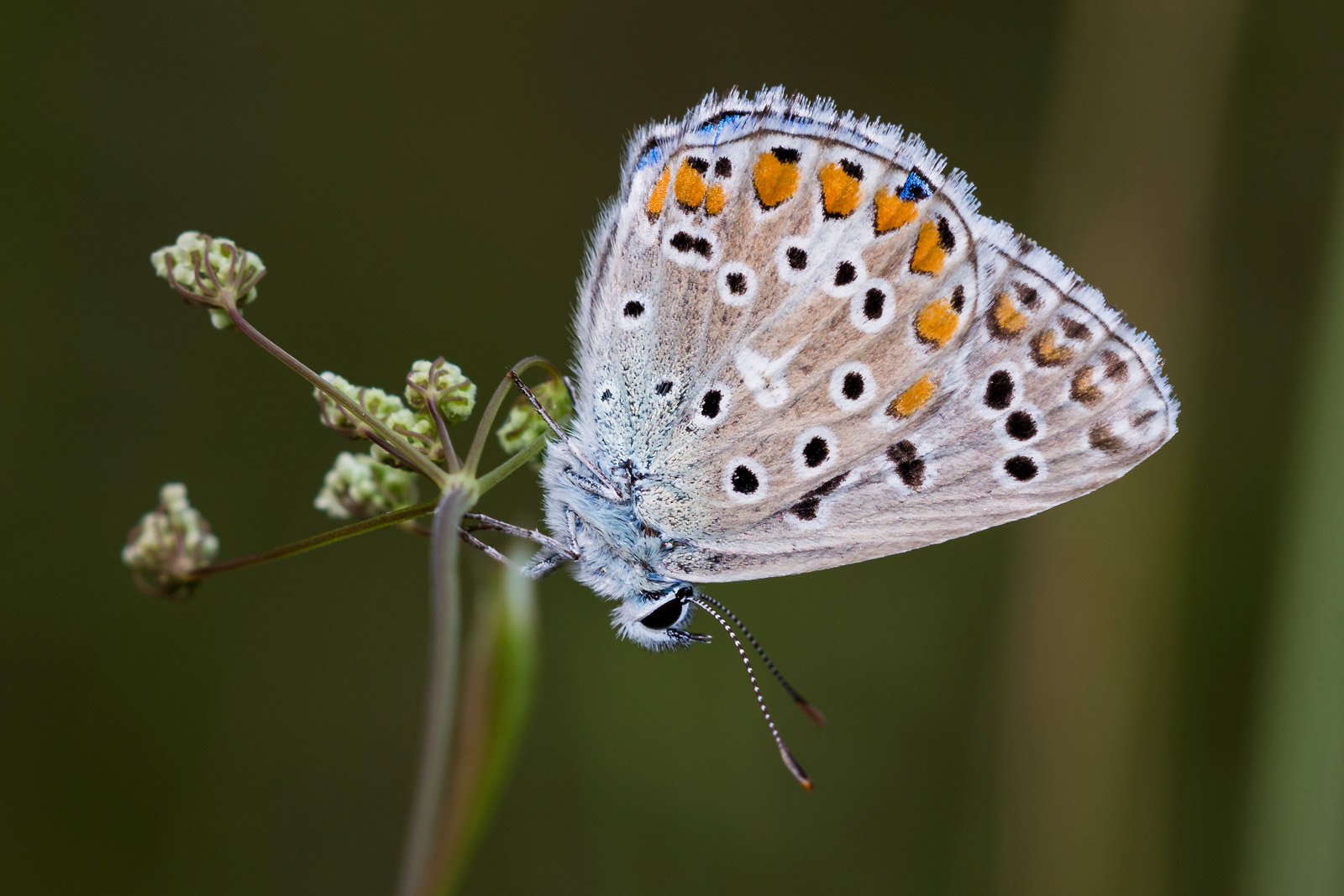 Polyommatus icarus