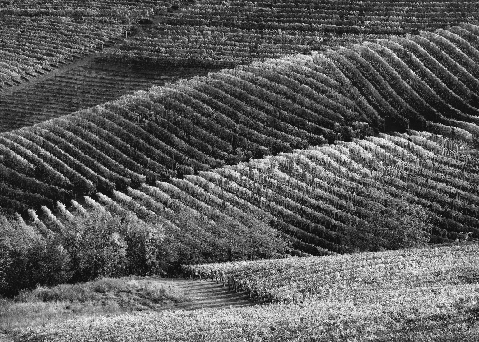 Barbaresco