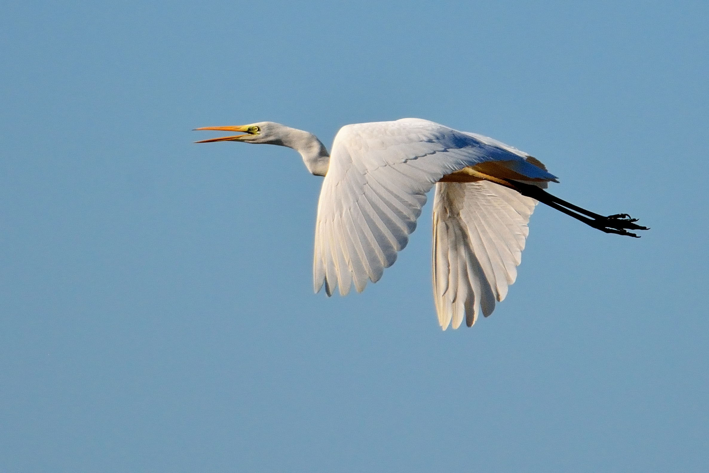 Great Egret