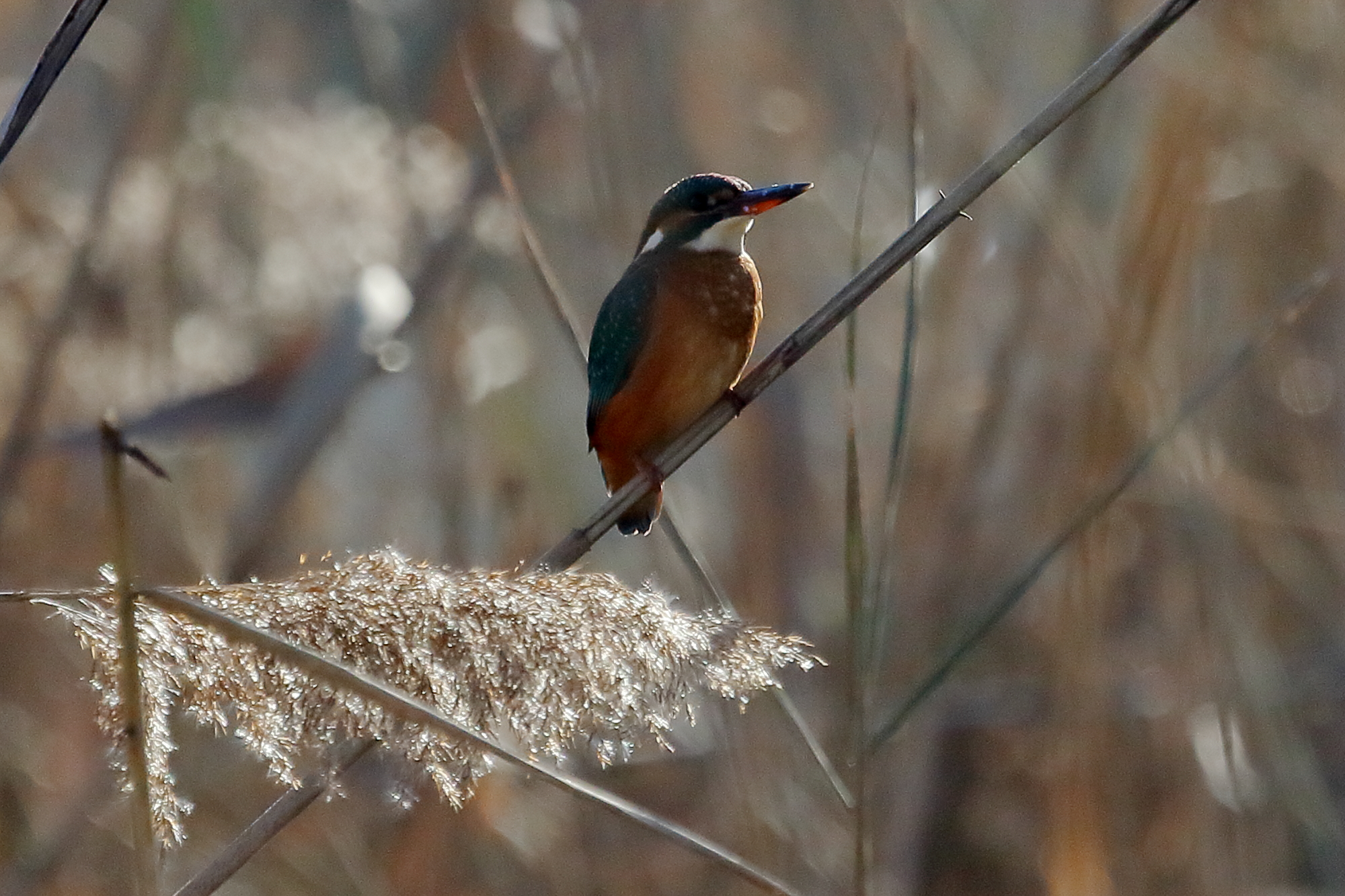 Kingfisher