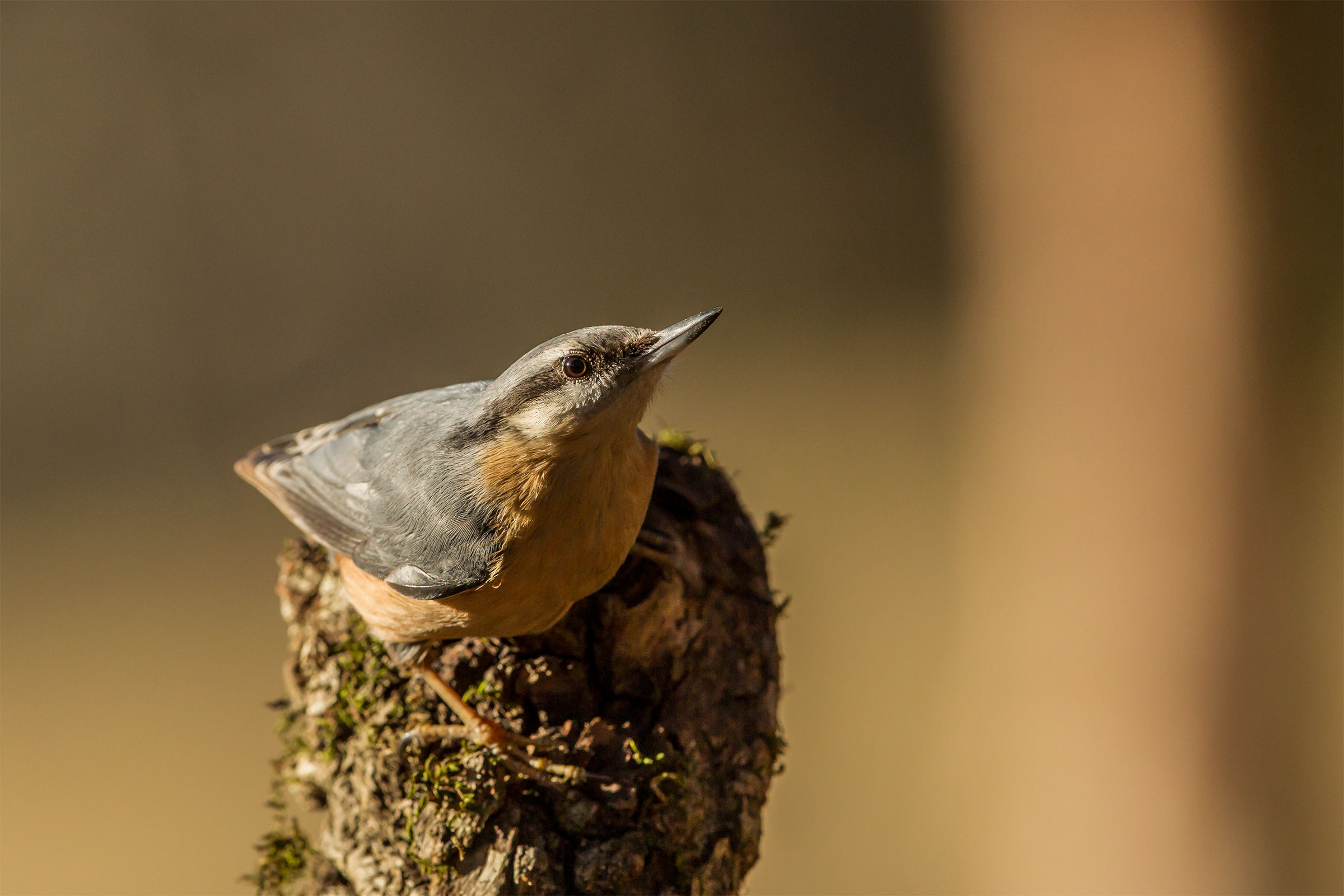 Nuthatch