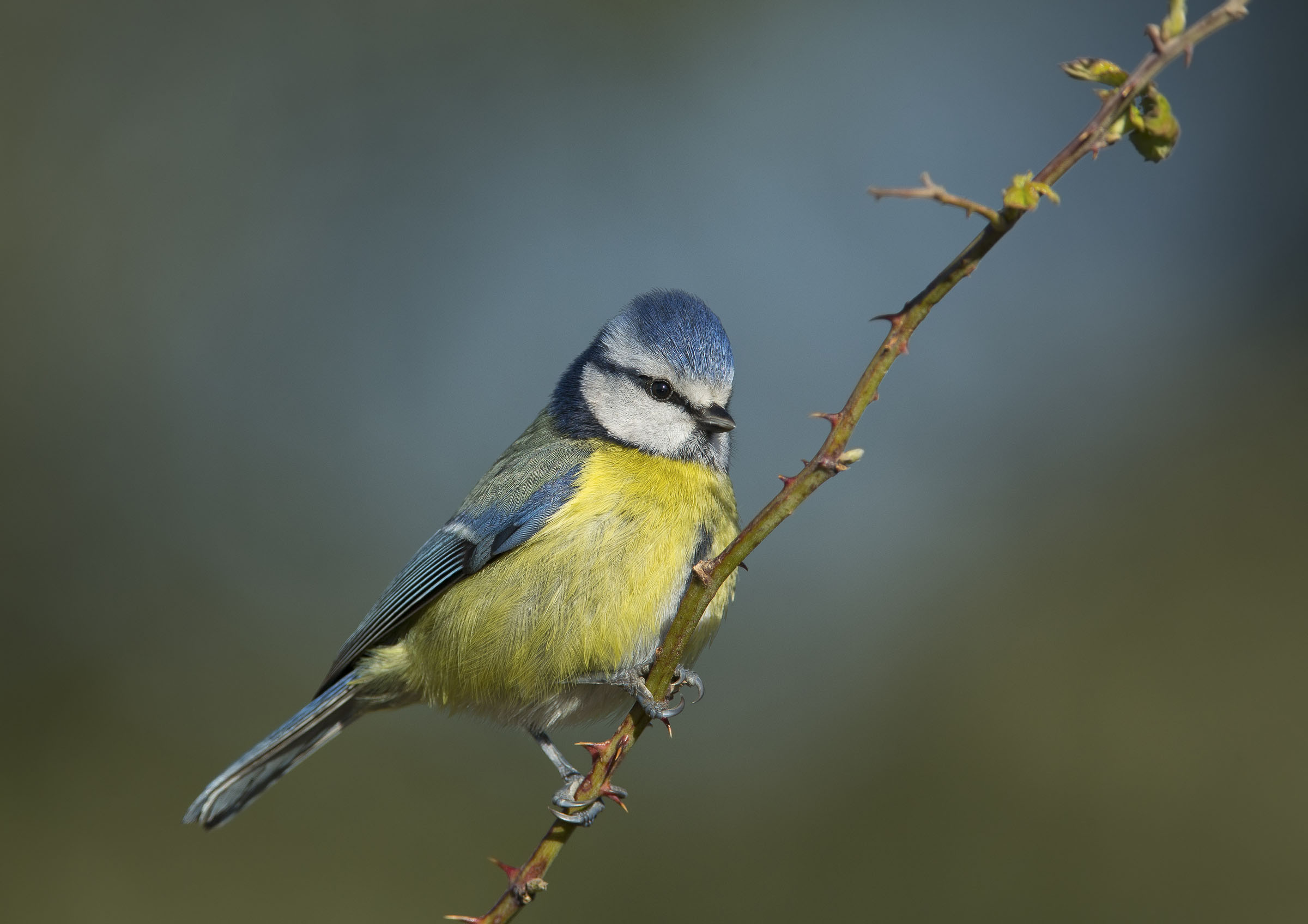 cinciarella(Parus caeruleus)