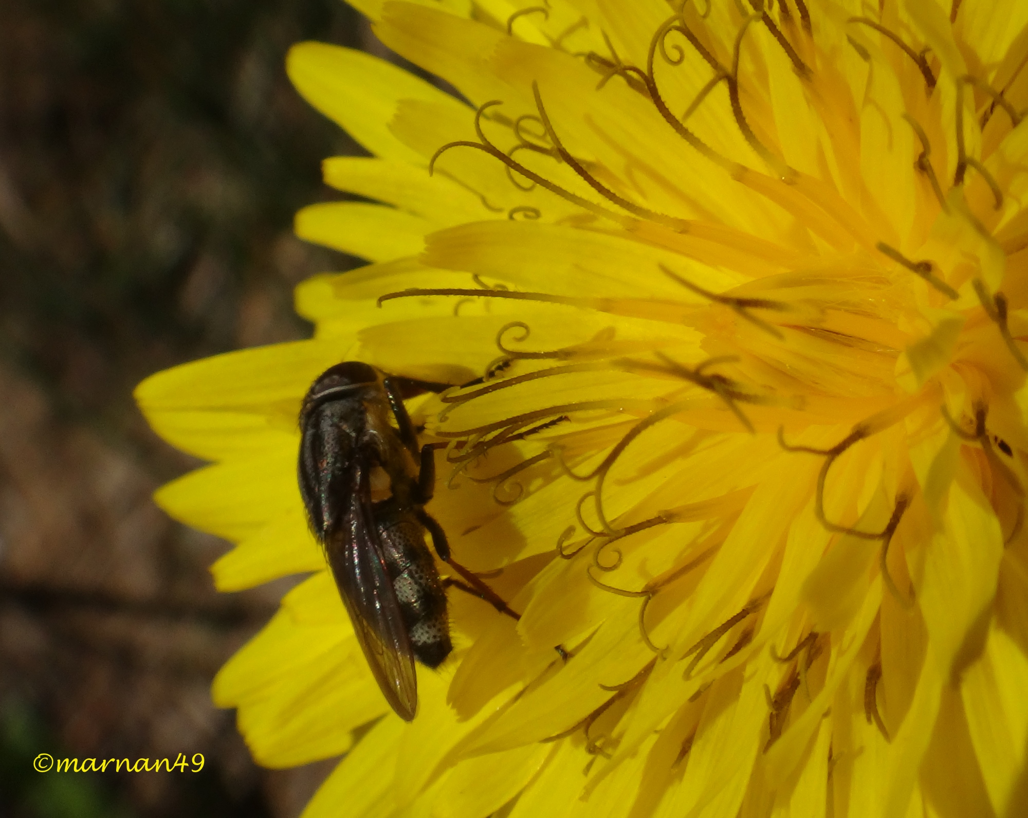 Mosca su fiore giallo