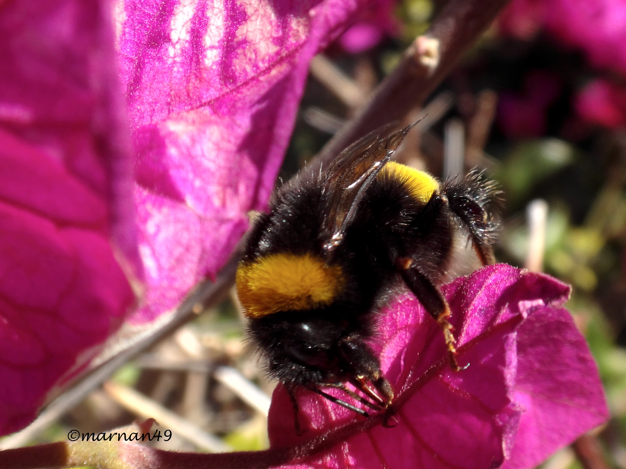Bombo su buganvillea