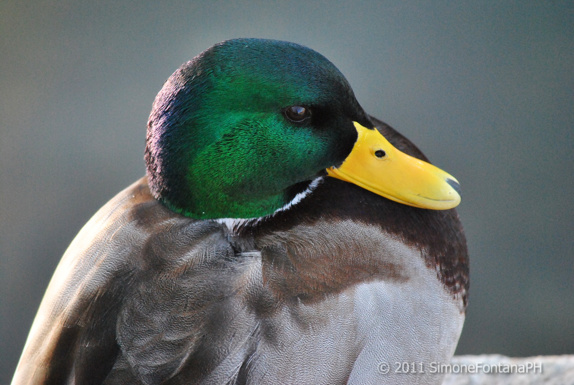 Mallard - The portrait -