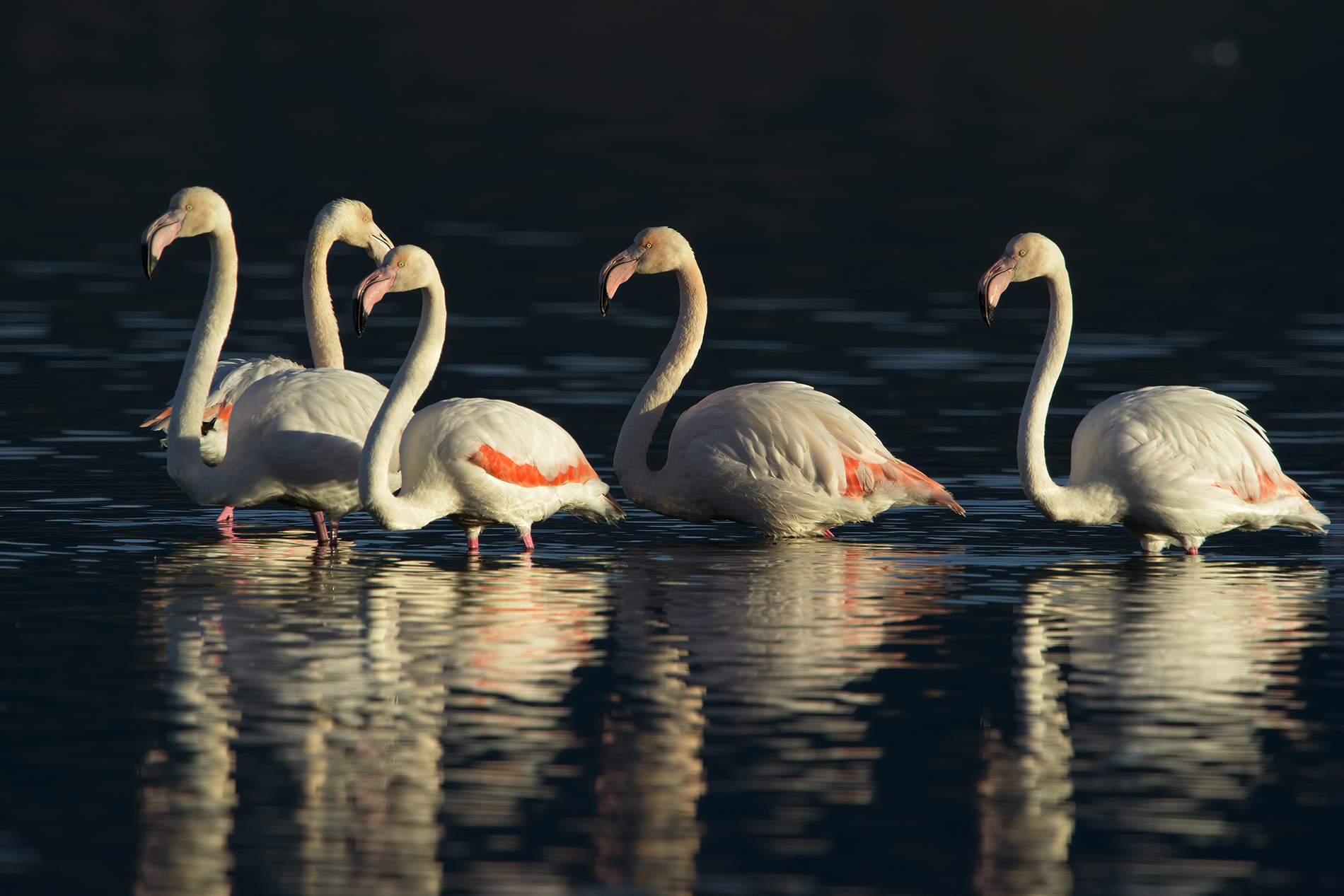 fenicotteri alle prime luci
