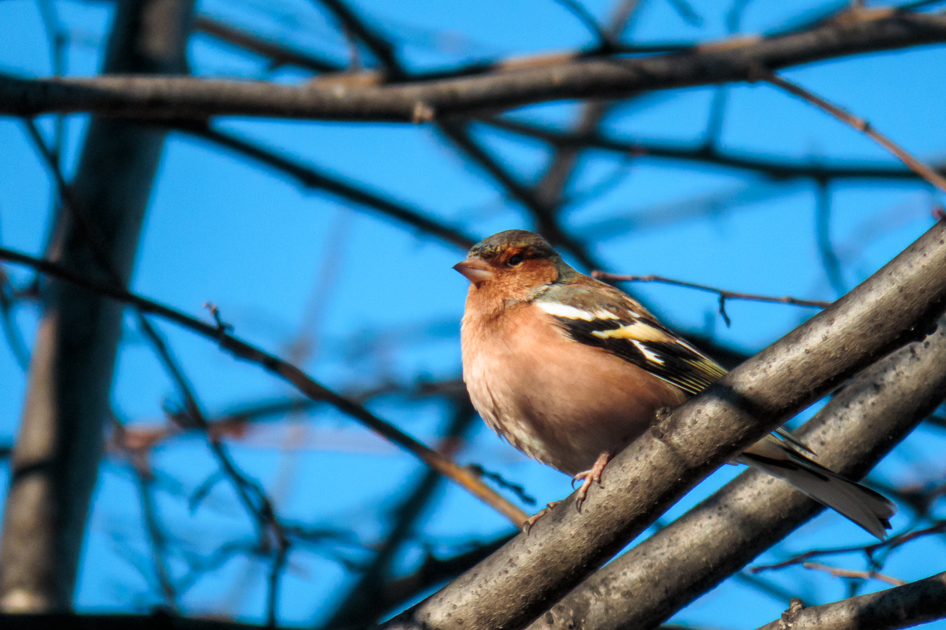 brambling thoughtful