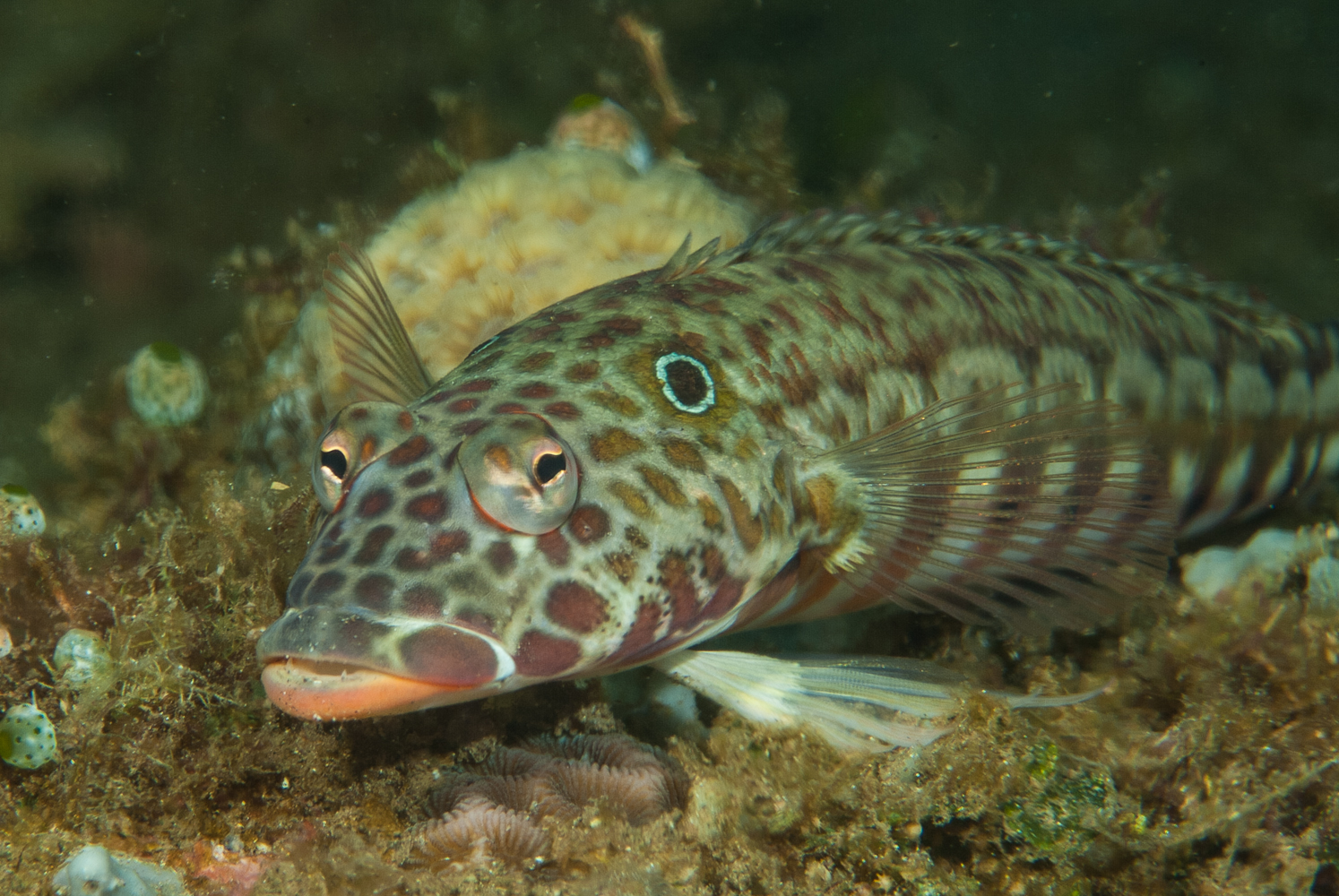 parapercis clathrara